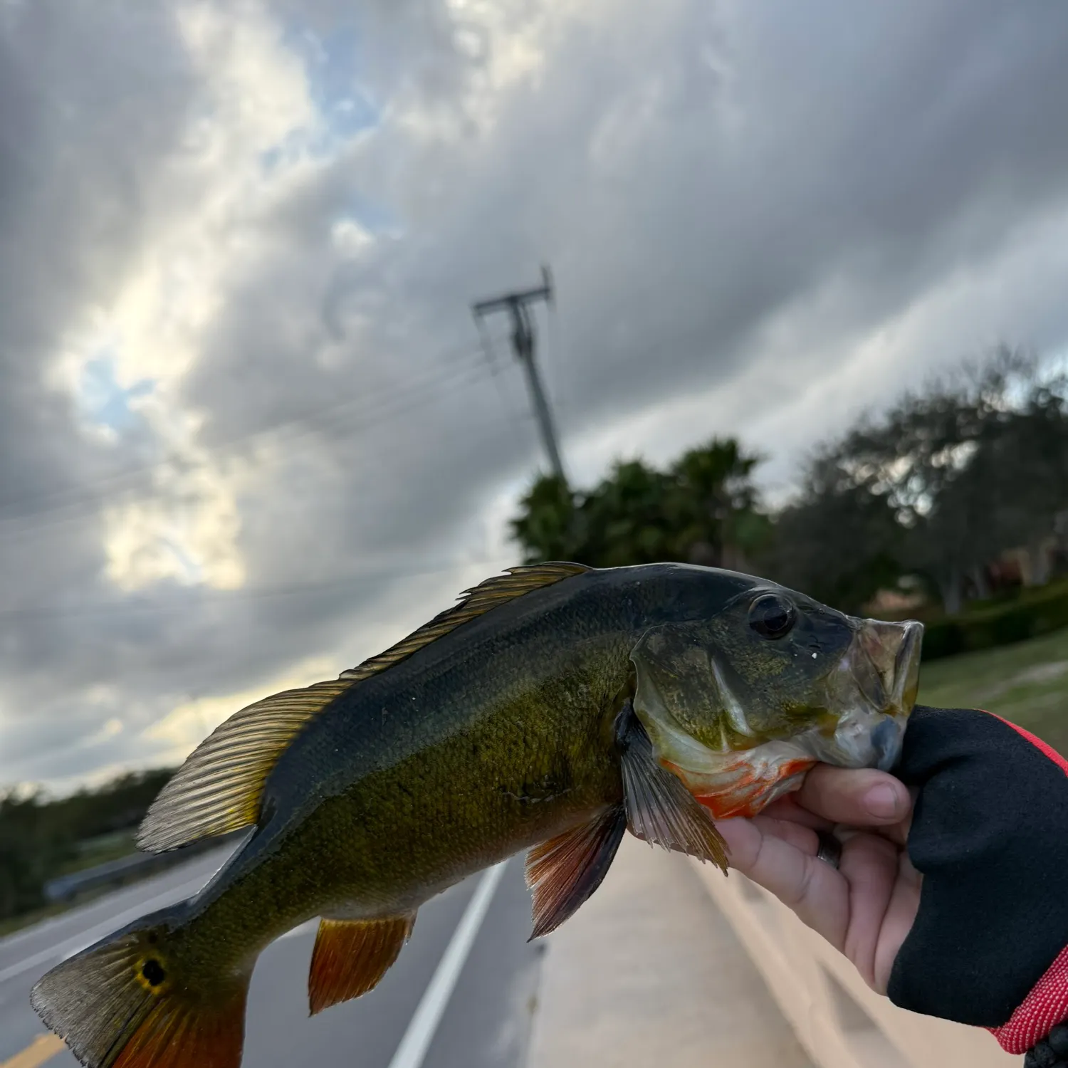 The most recent Butterfly peacock bass catches on Fishbrain