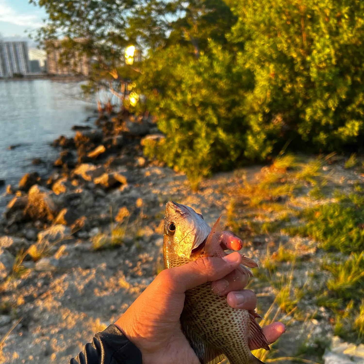 Mangrove snapper caught on Fishbrain