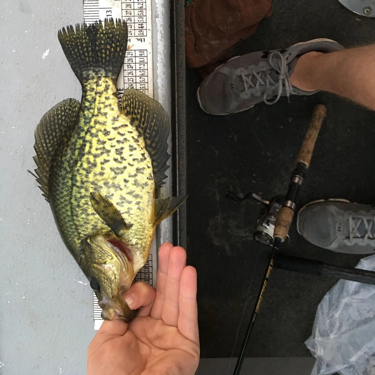 recently logged catches