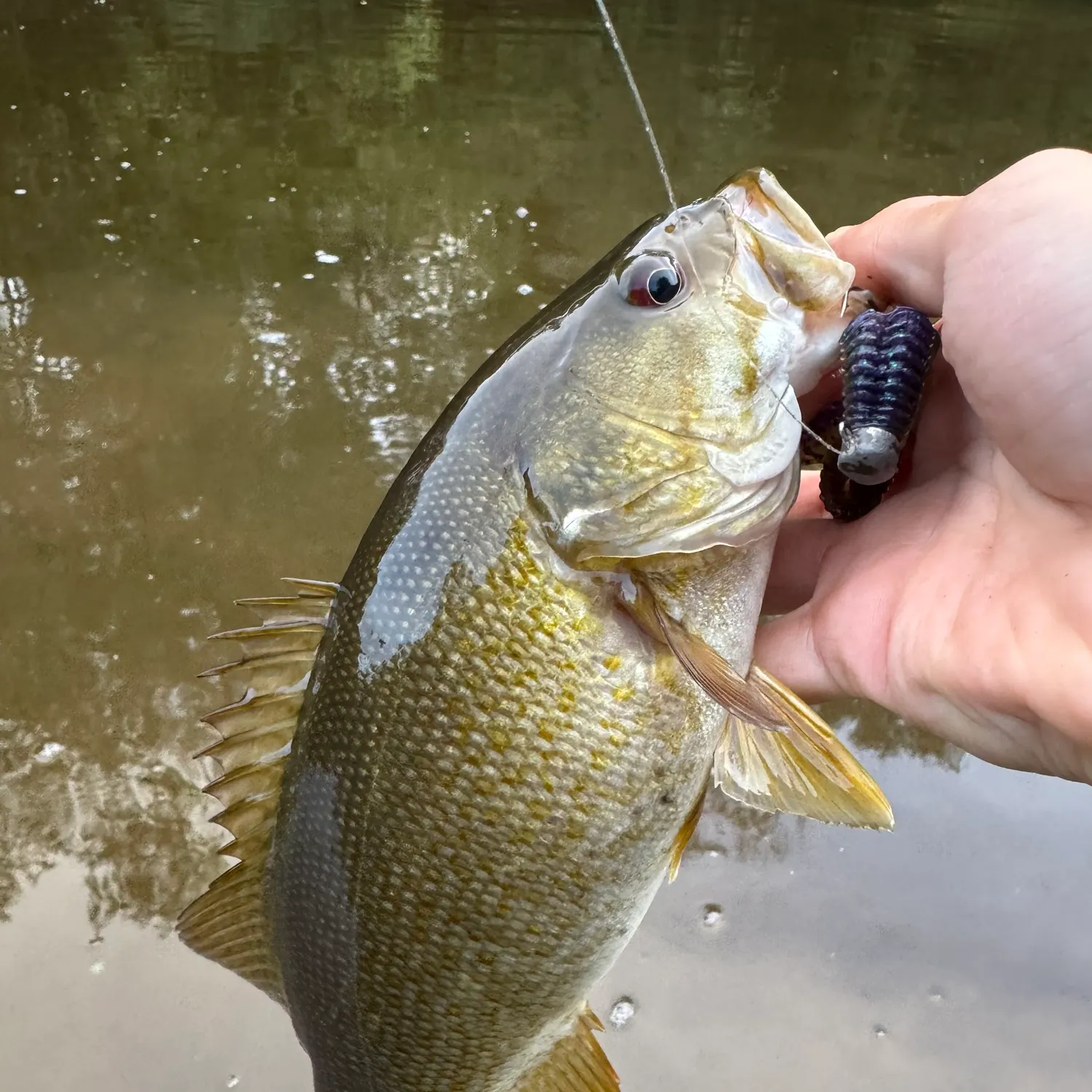 Smallmouth bass caught on Fishbrain