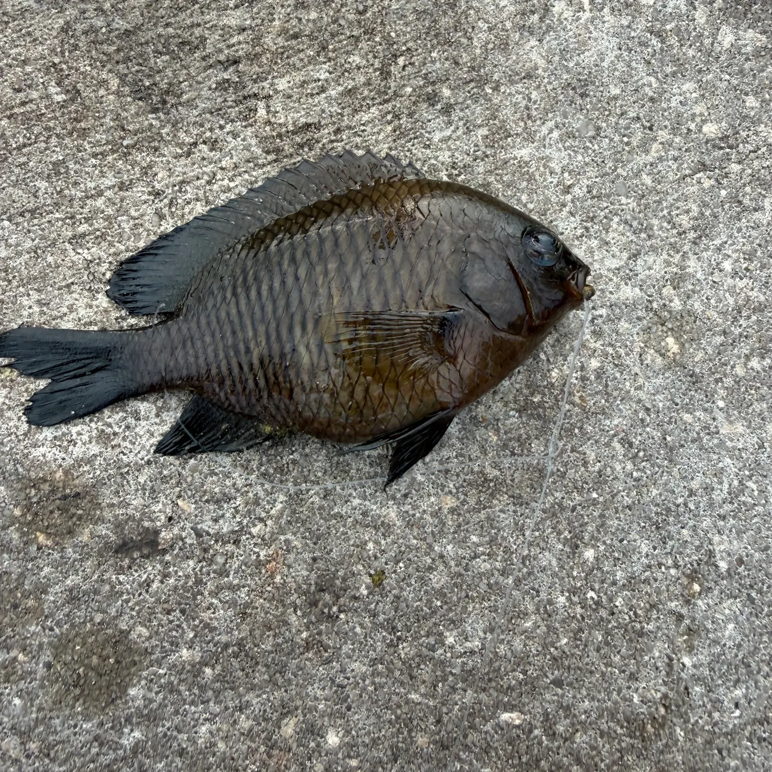 The most recent Dusky damselfish catches on Fishbrain
