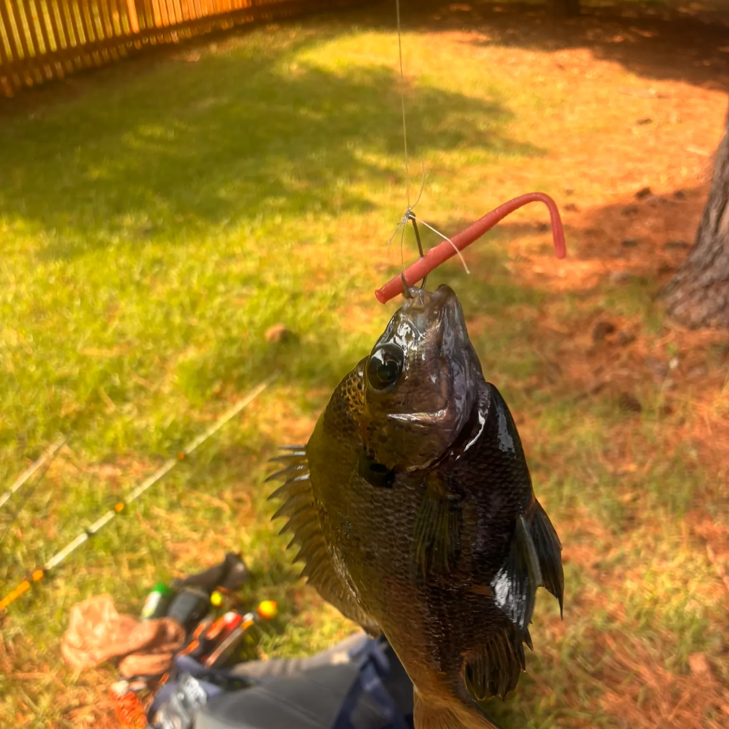 Bluegill caught on Fishbrain