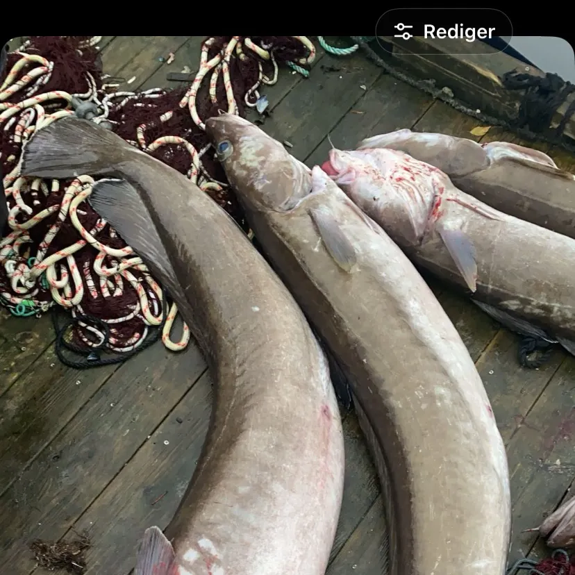 The most recent Common ling catches on Fishbrain