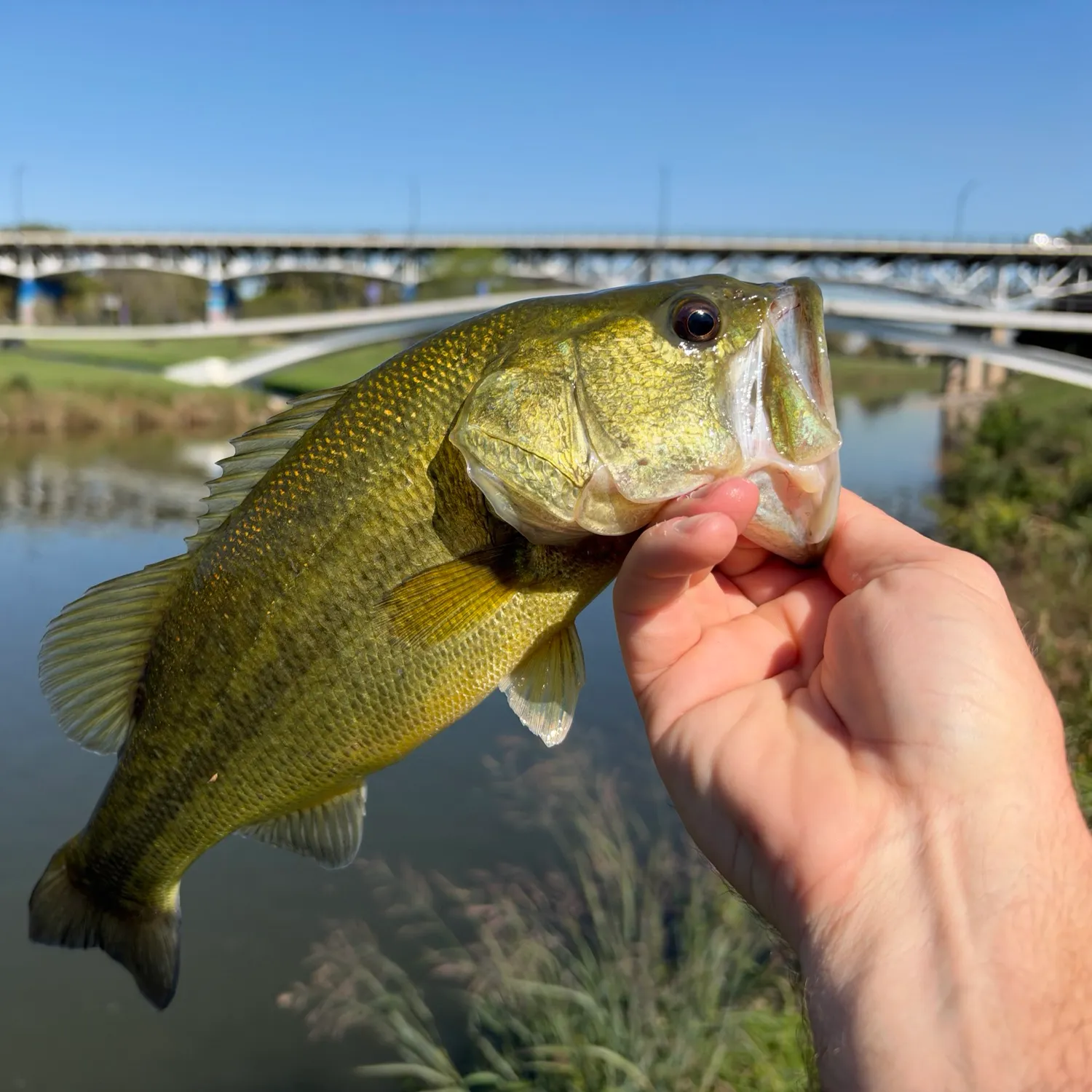 Largemouth bass caught on Fishbrain