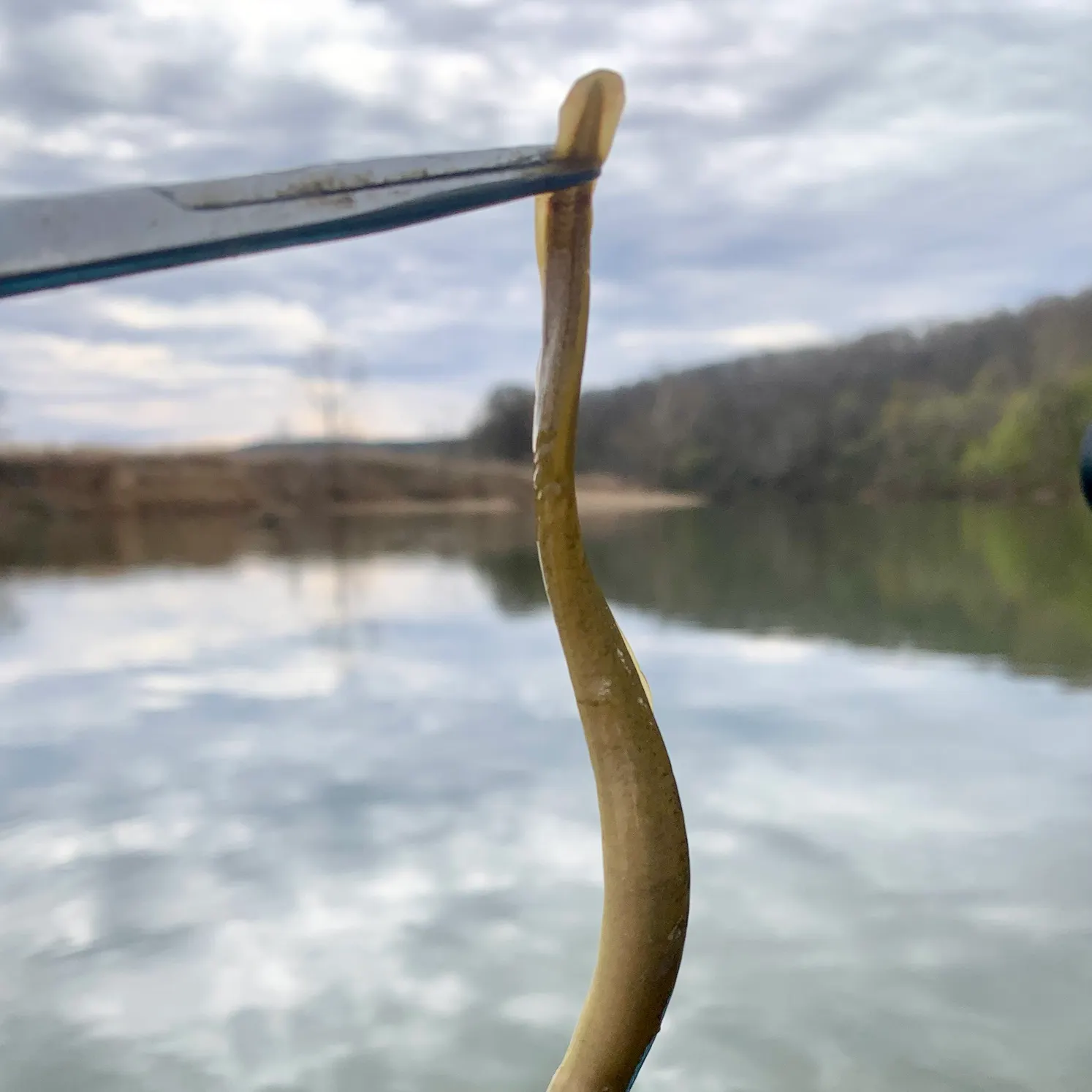 The most recent Chestnut lamprey catches on Fishbrain
