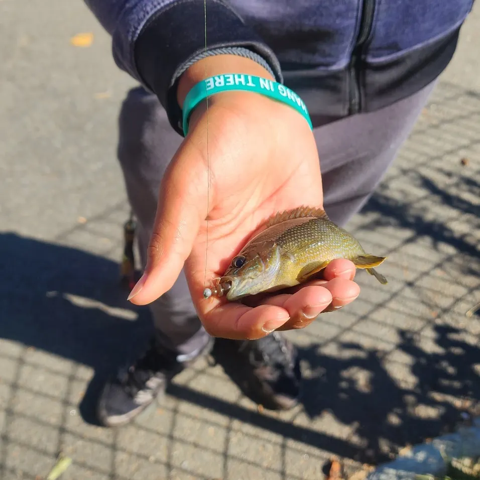 Green sunfish caught on Fishbrain
