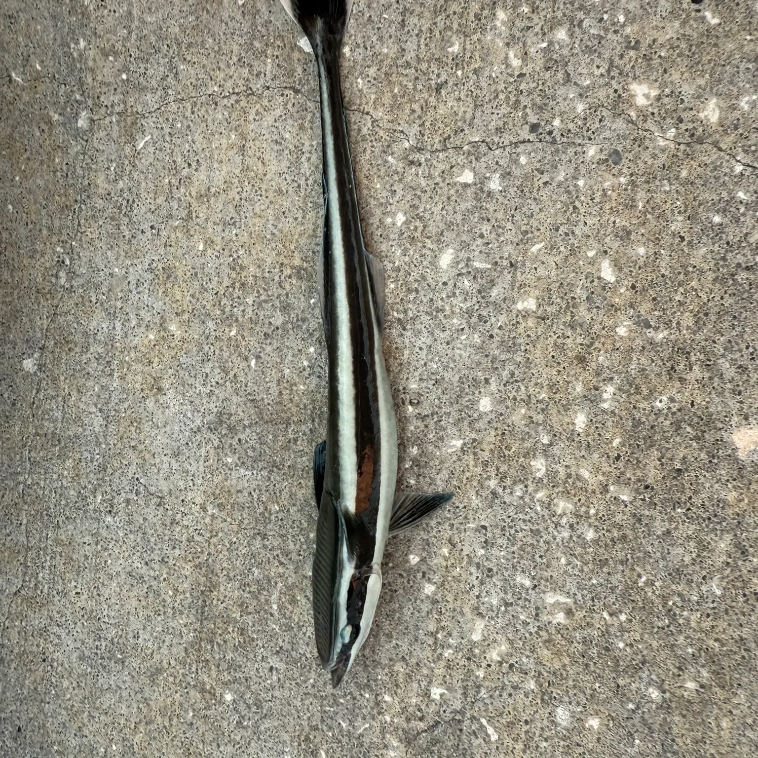 The most recent Live sharksucker catches on Fishbrain