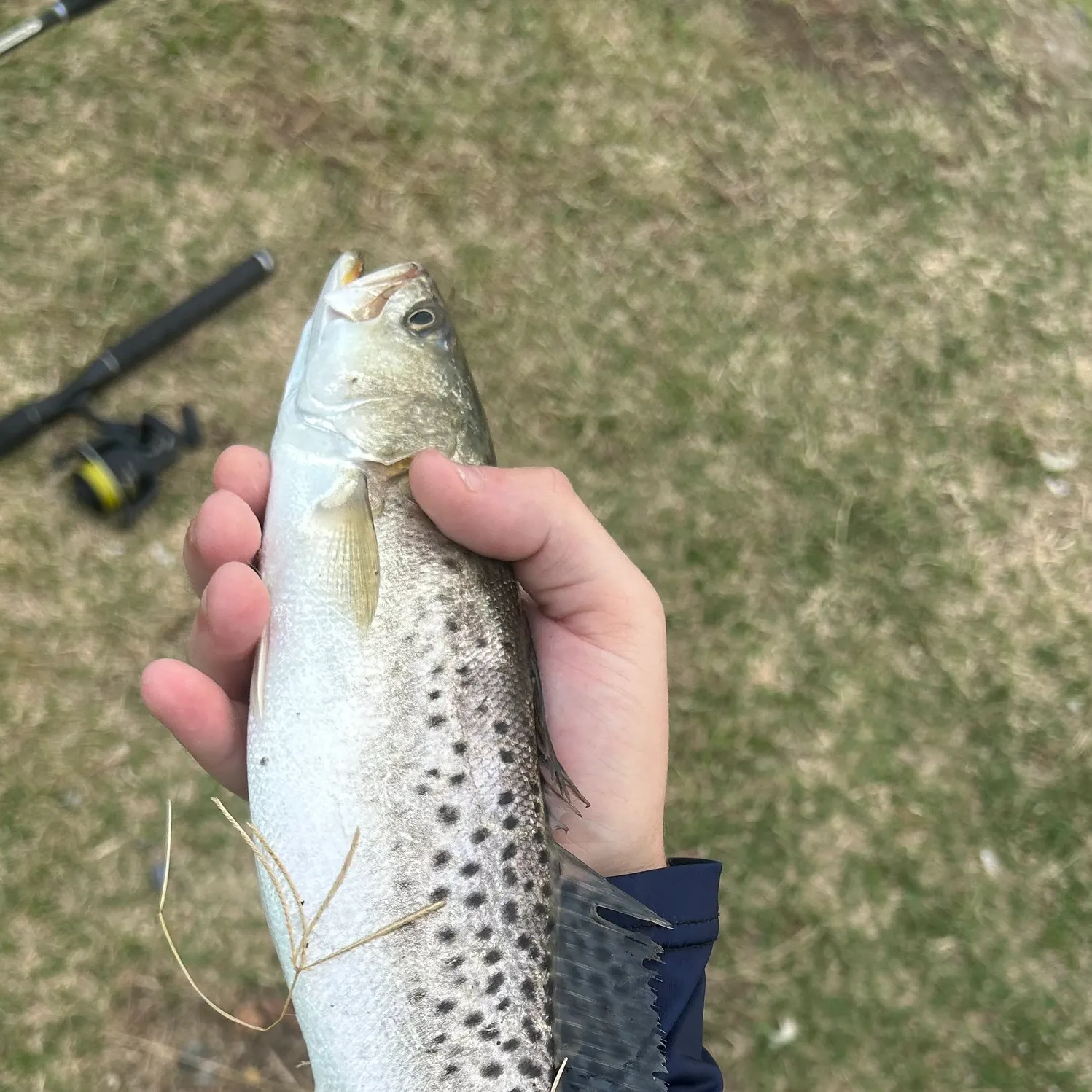 Spotted seatrout caught on Fishbrain