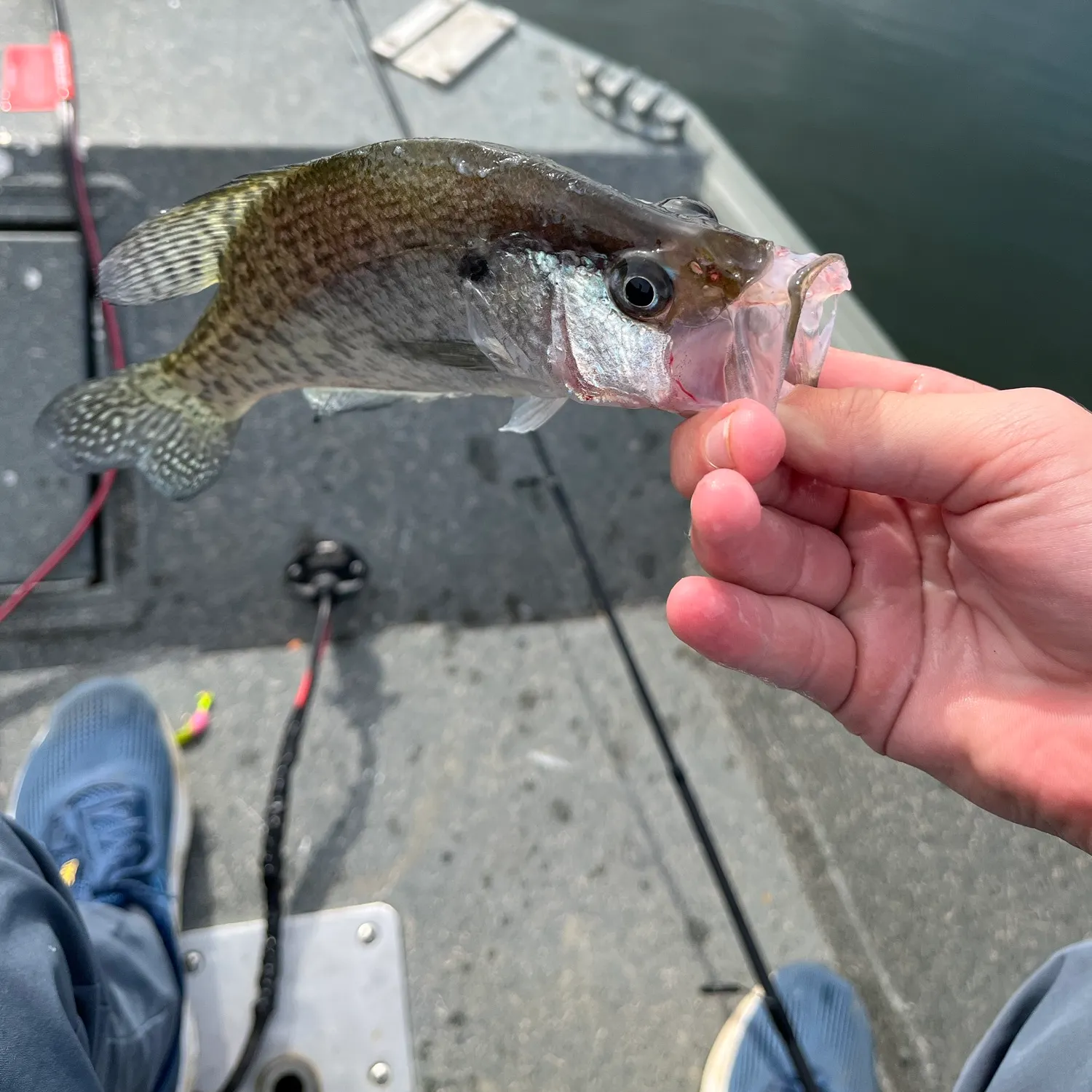 White crappie caught on Fishbrain