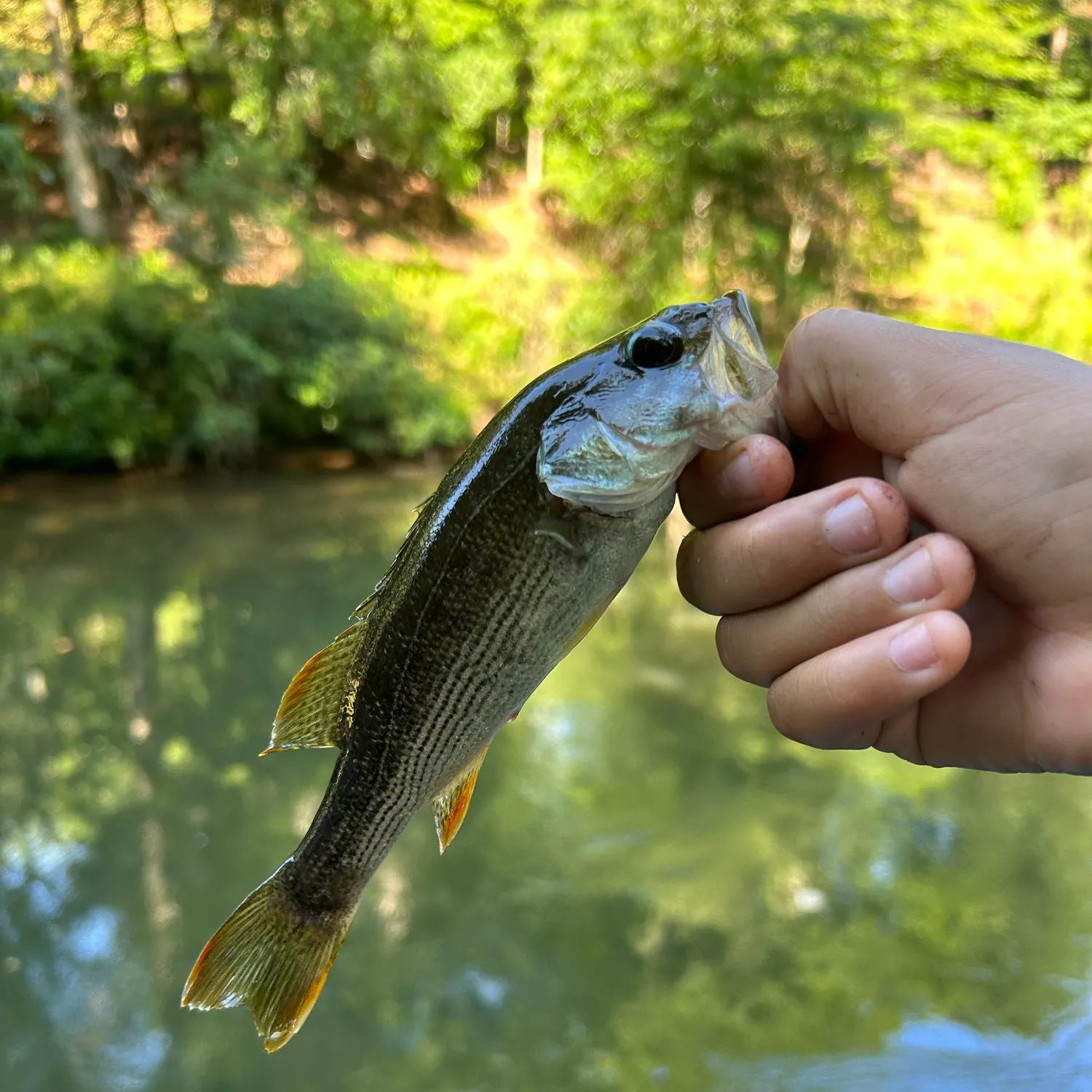 The most recent Redeye bass catches on Fishbrain