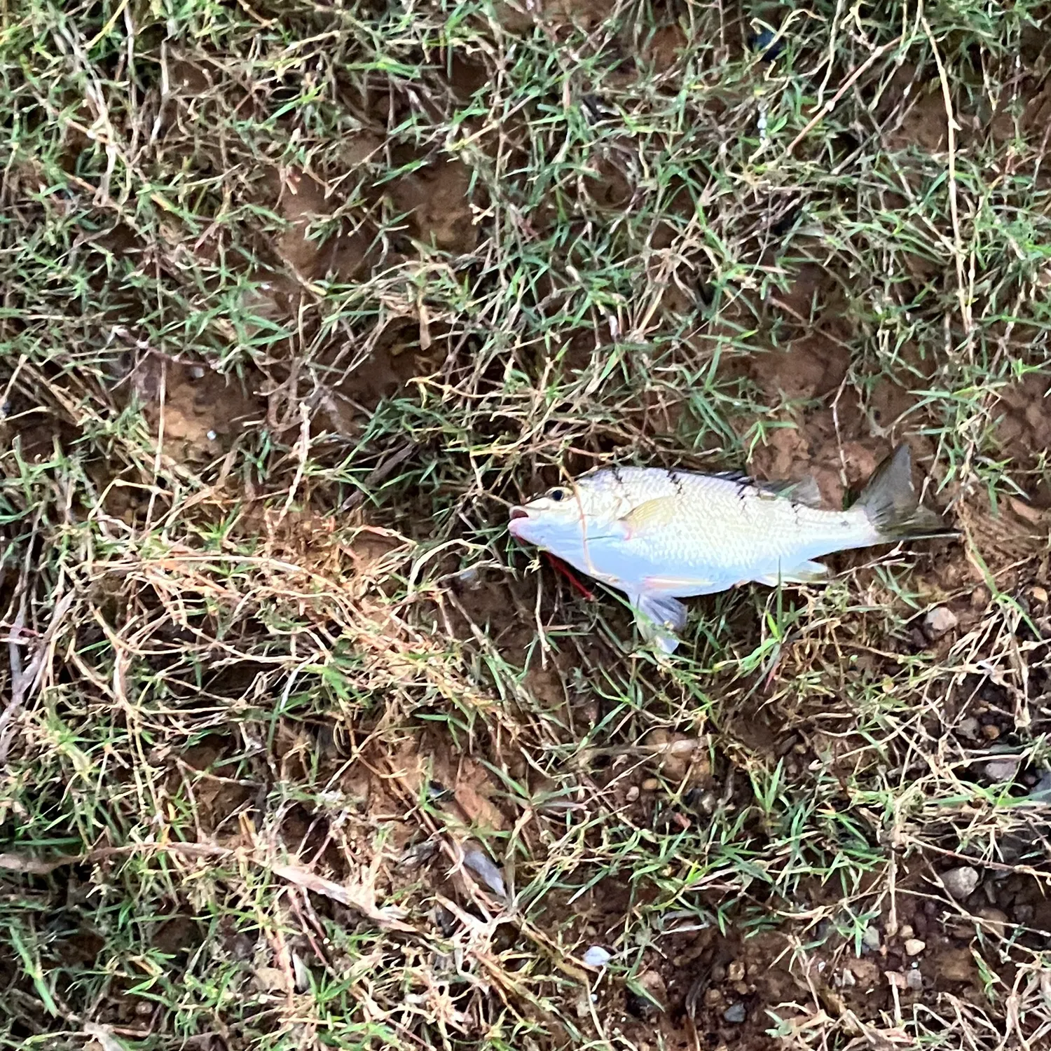 The most recent Bidyan perch catches on Fishbrain