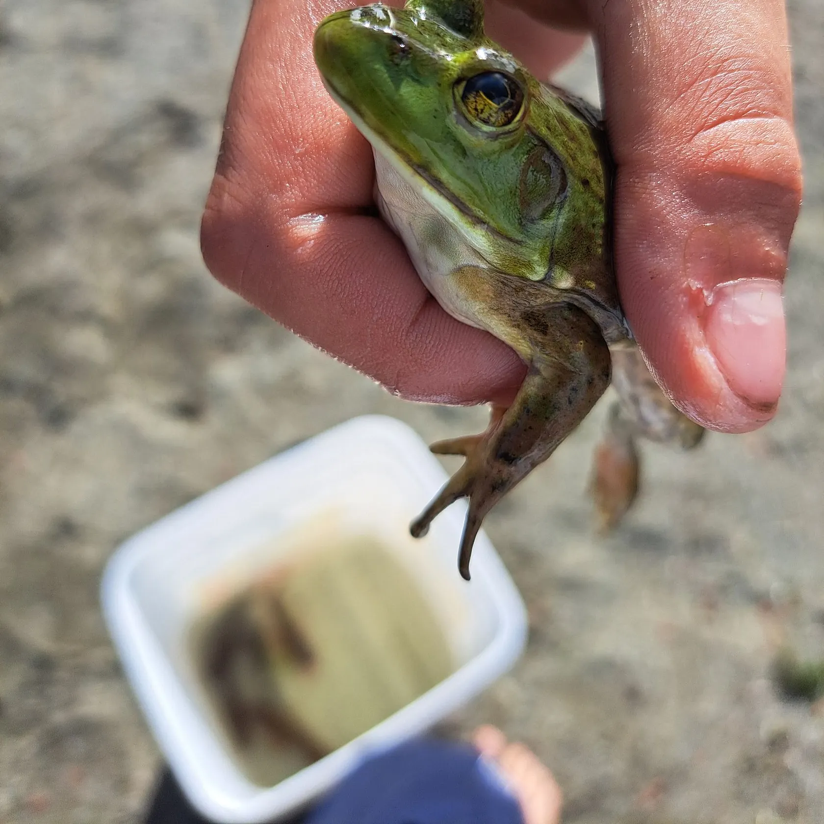 The most recent American bullfrog catches on Fishbrain