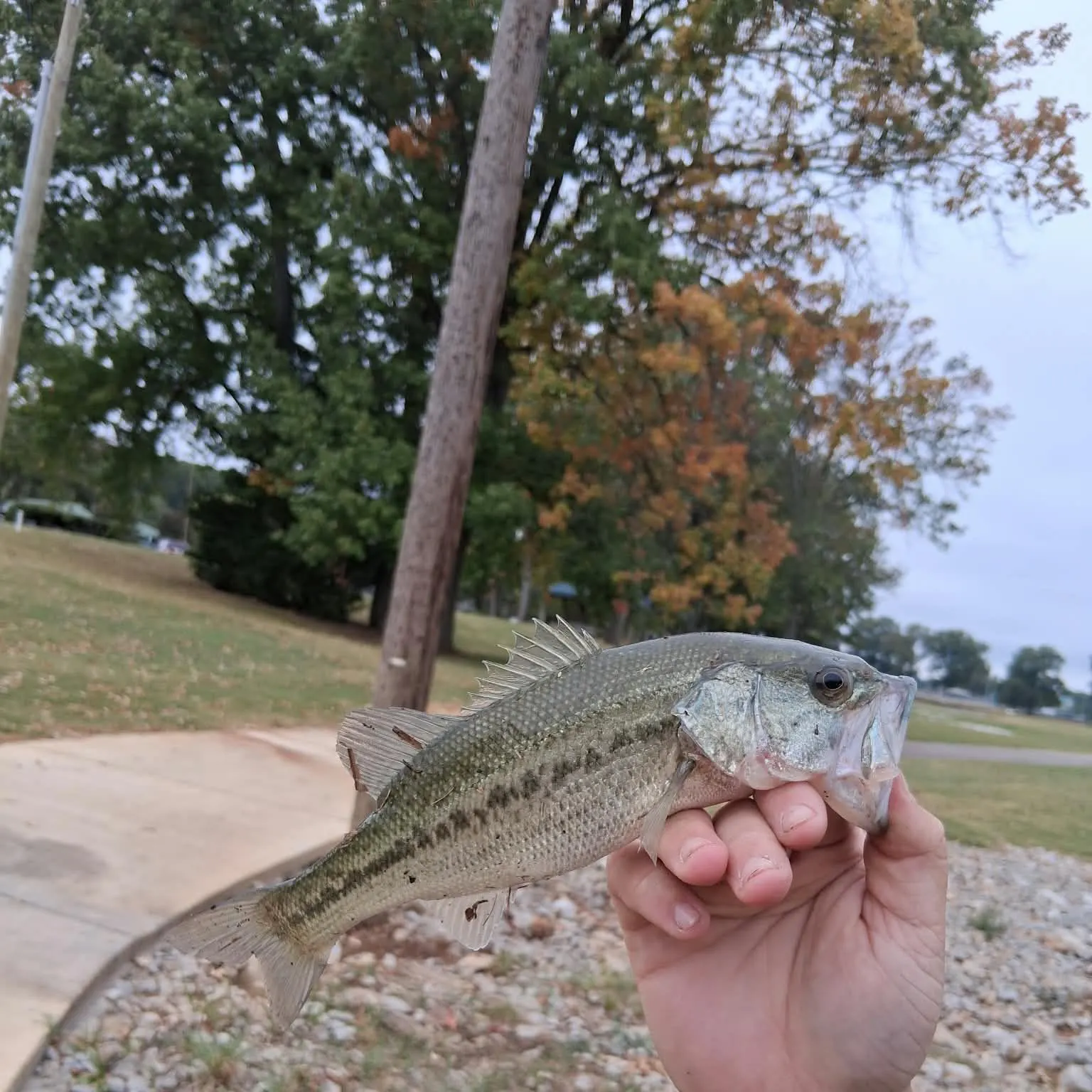 Spotted bass caught on Fishbrain