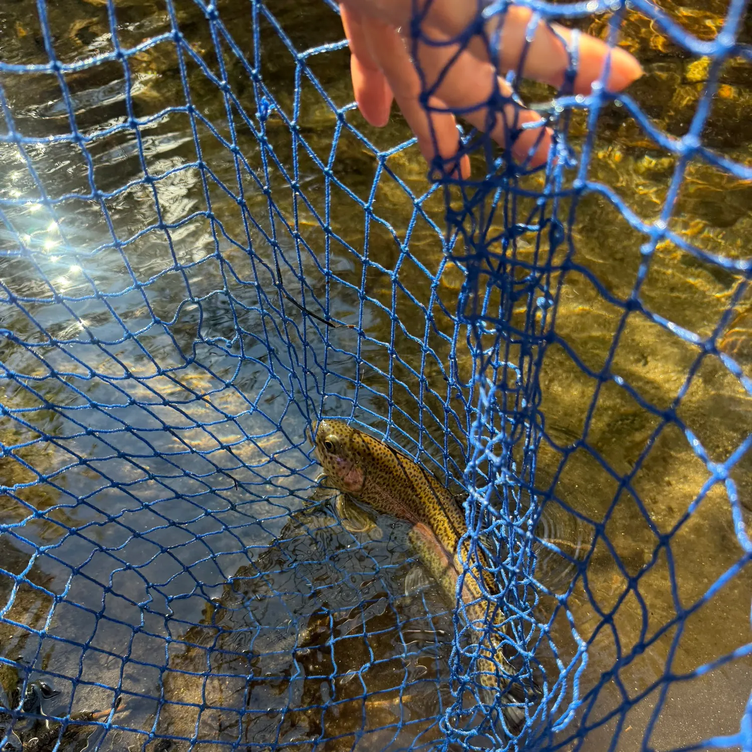 Fish caught on Fishbrain