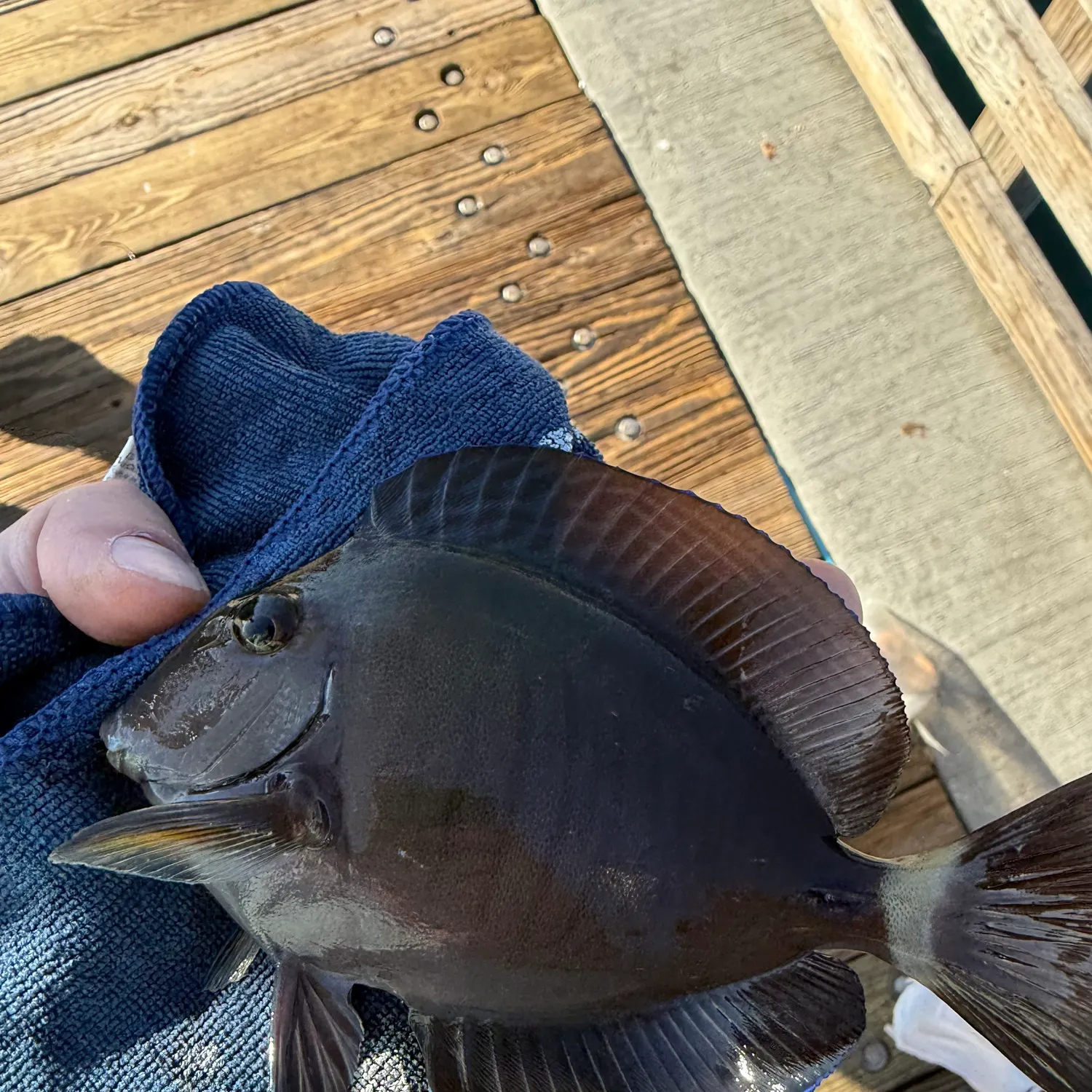 The most recent Blue tang surgeonfish catches on Fishbrain
