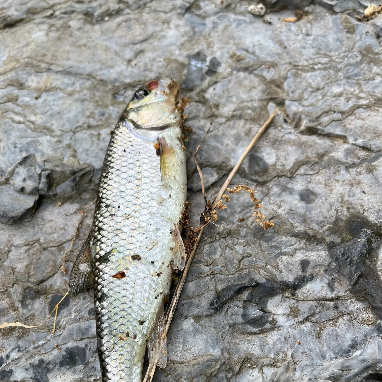 The most recent Fallfish catches on Fishbrain