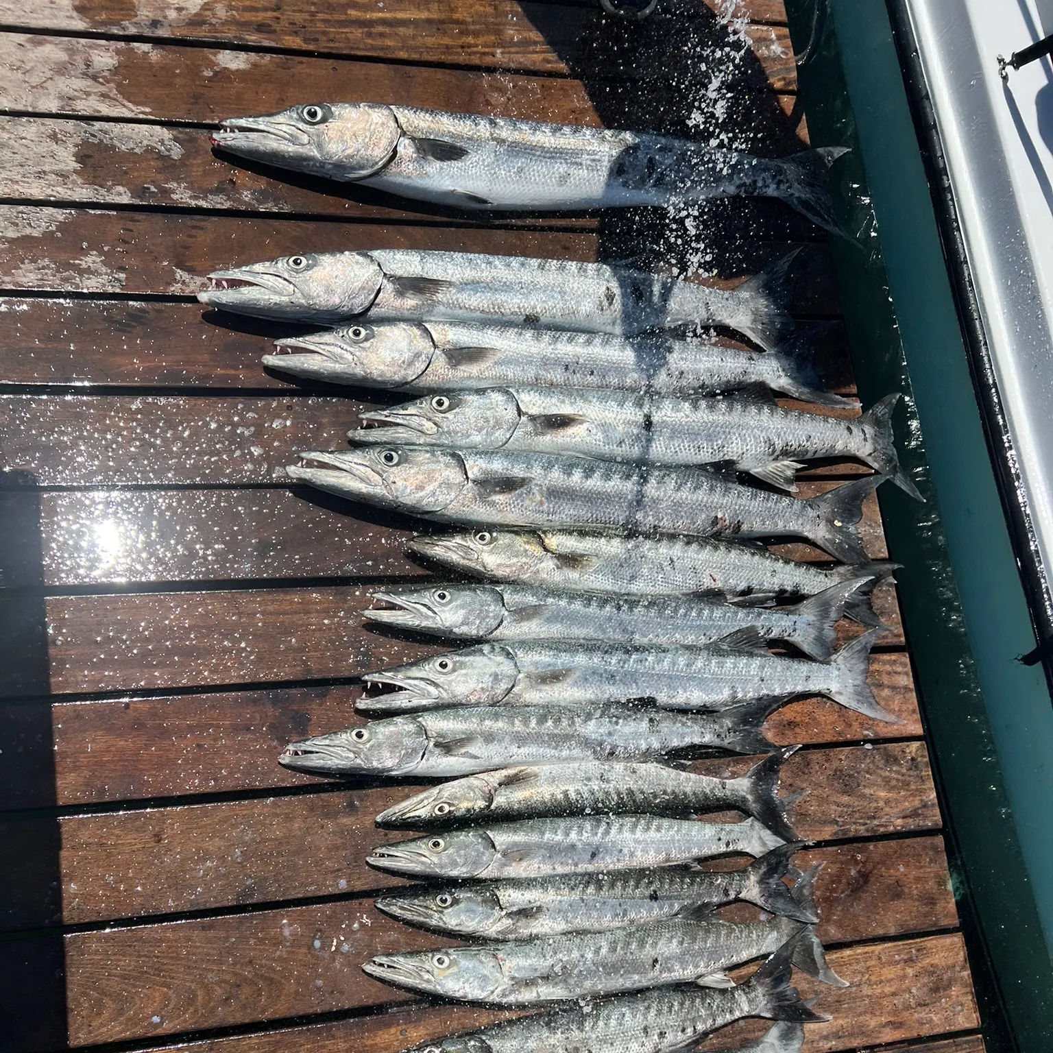 The most recent Lucas barracuda catches on Fishbrain