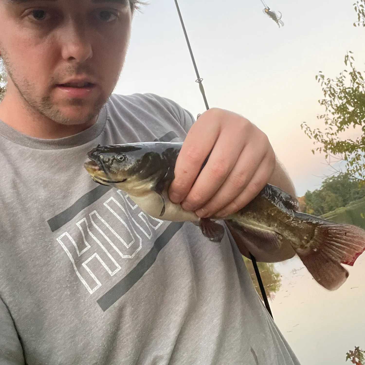 The most recent Brown bullhead catches on Fishbrain