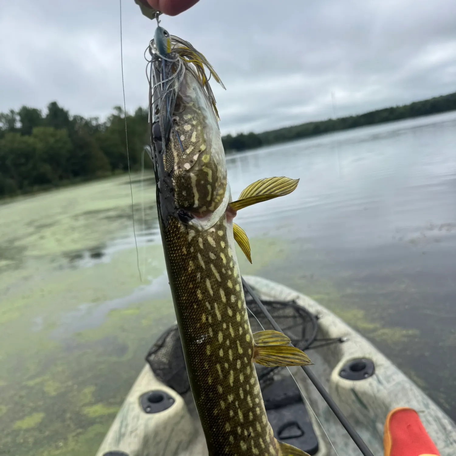 Northern pike caught on Fishbrain