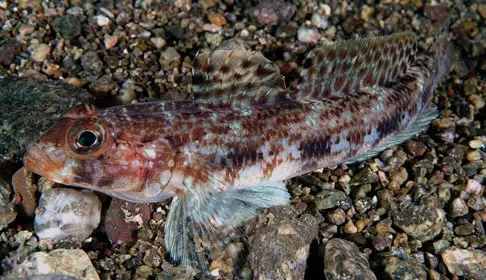 Slender goby