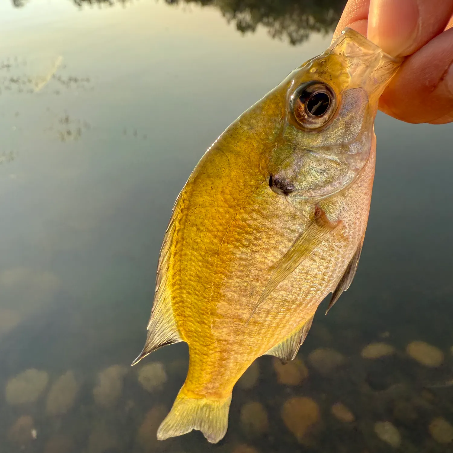 Bluegill caught on Fishbrain