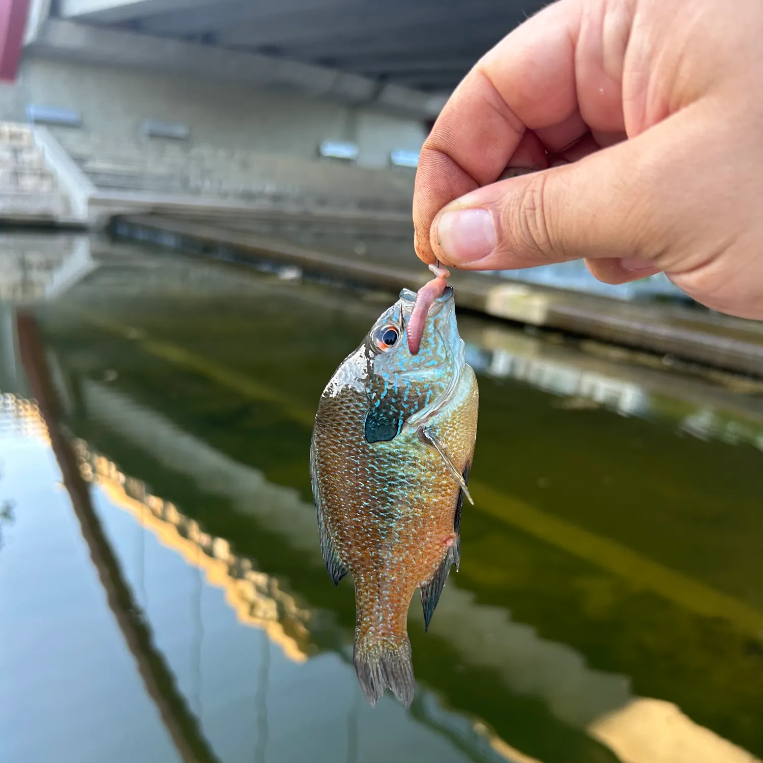 Greengill hybrid caught on Fishbrain