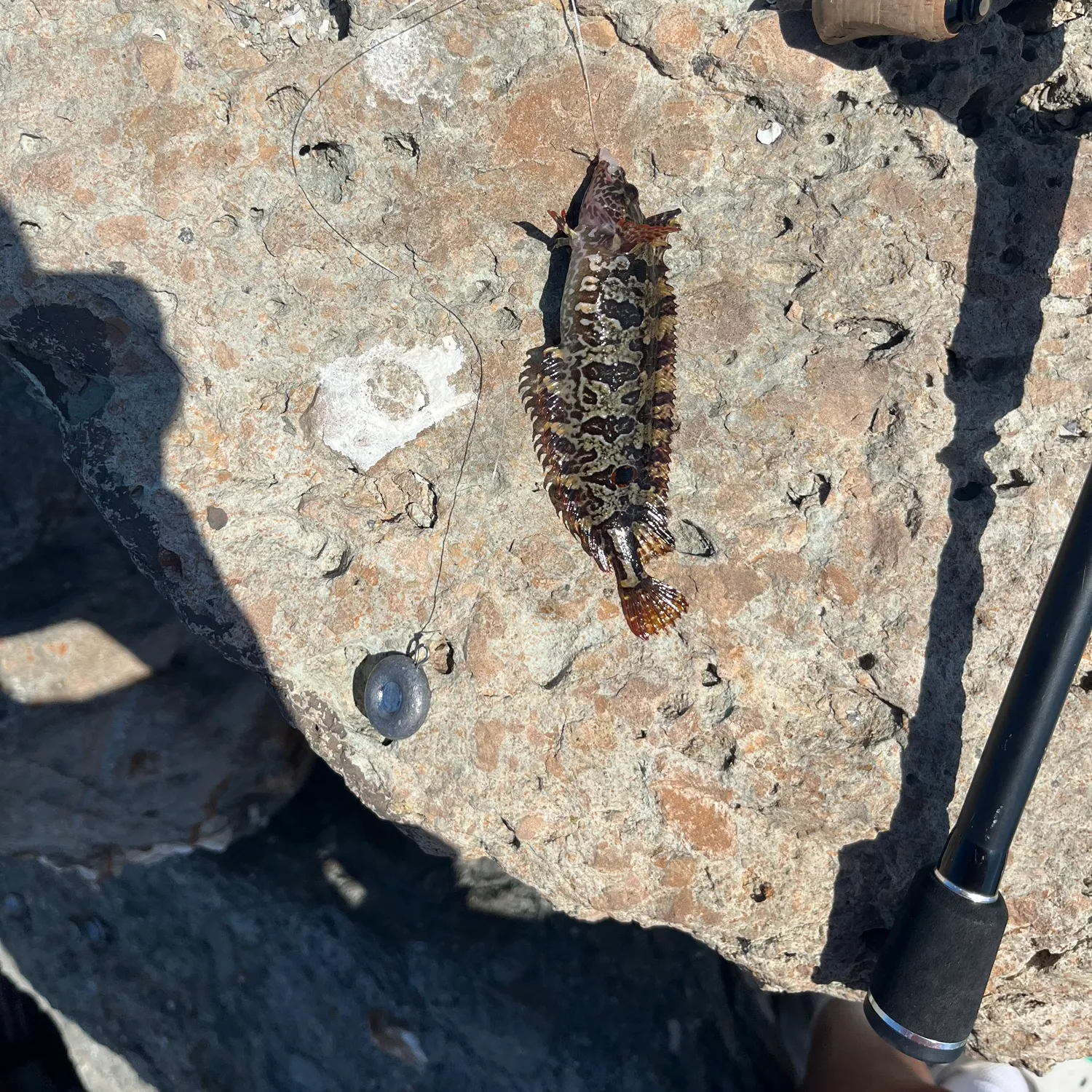The most recent Spotted kelpfish catches on Fishbrain