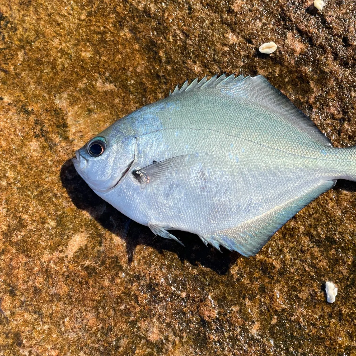 Silver sweep caught on Fishbrain