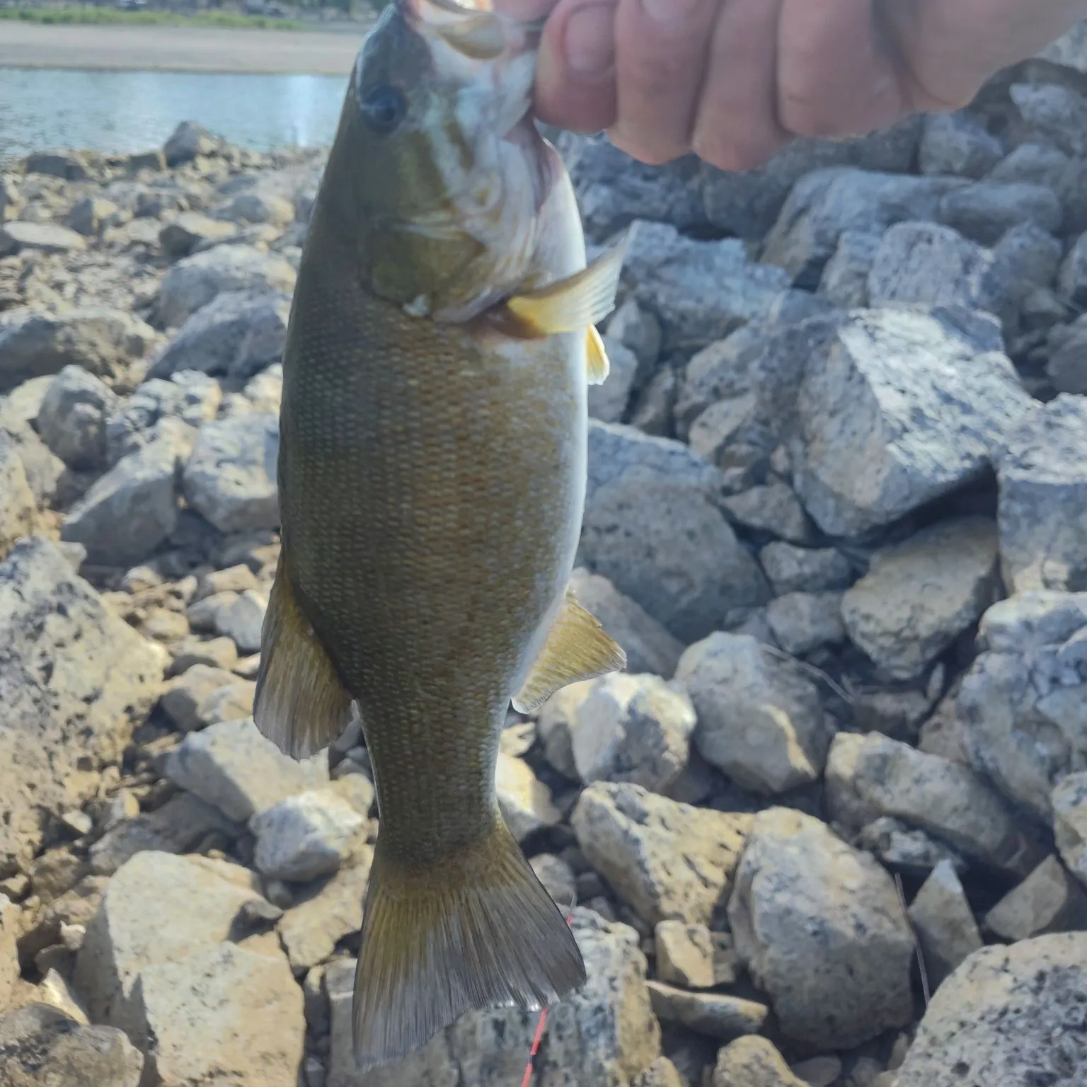 Smallmouth bass caught on Fishbrain