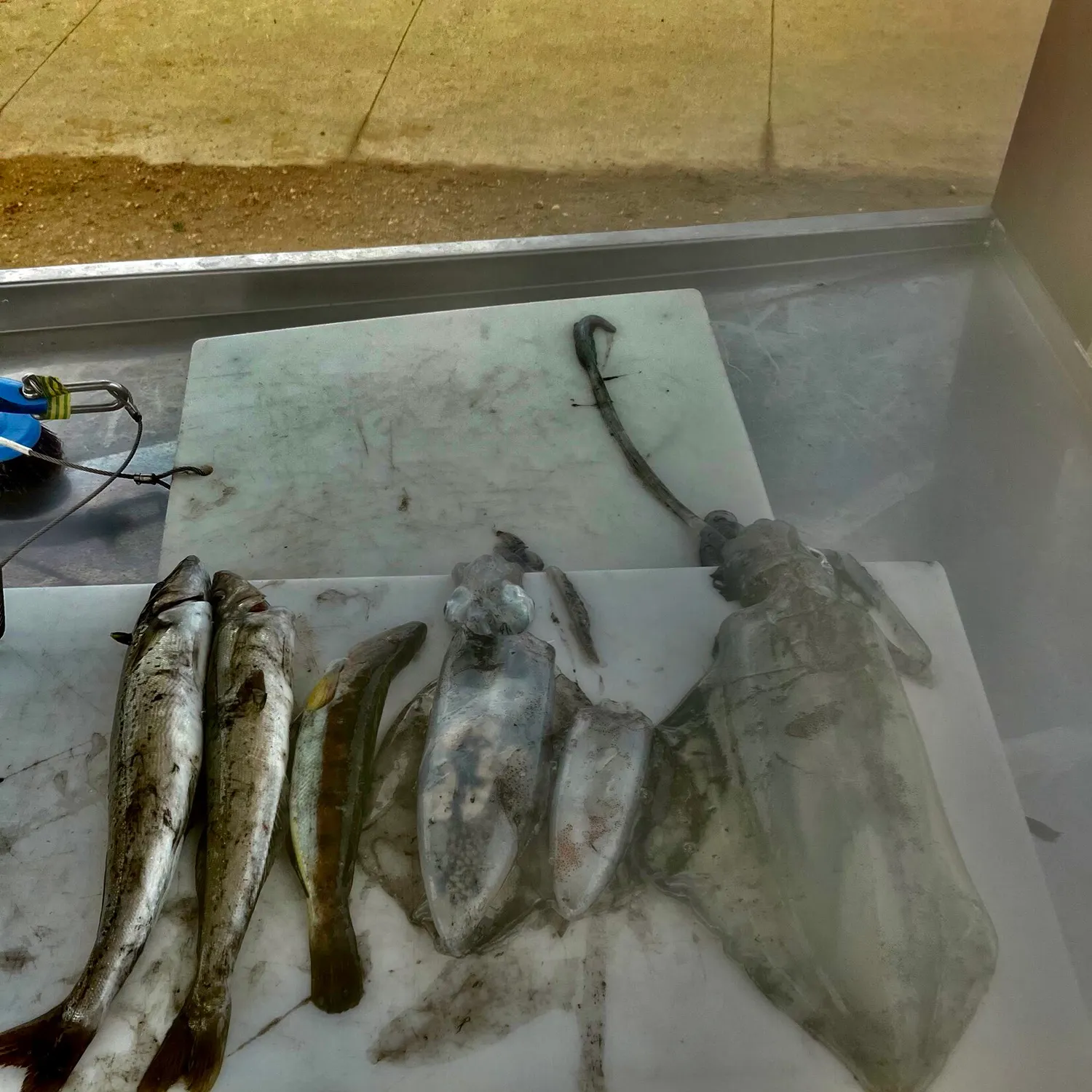 The most recent Southern calamari catches on Fishbrain