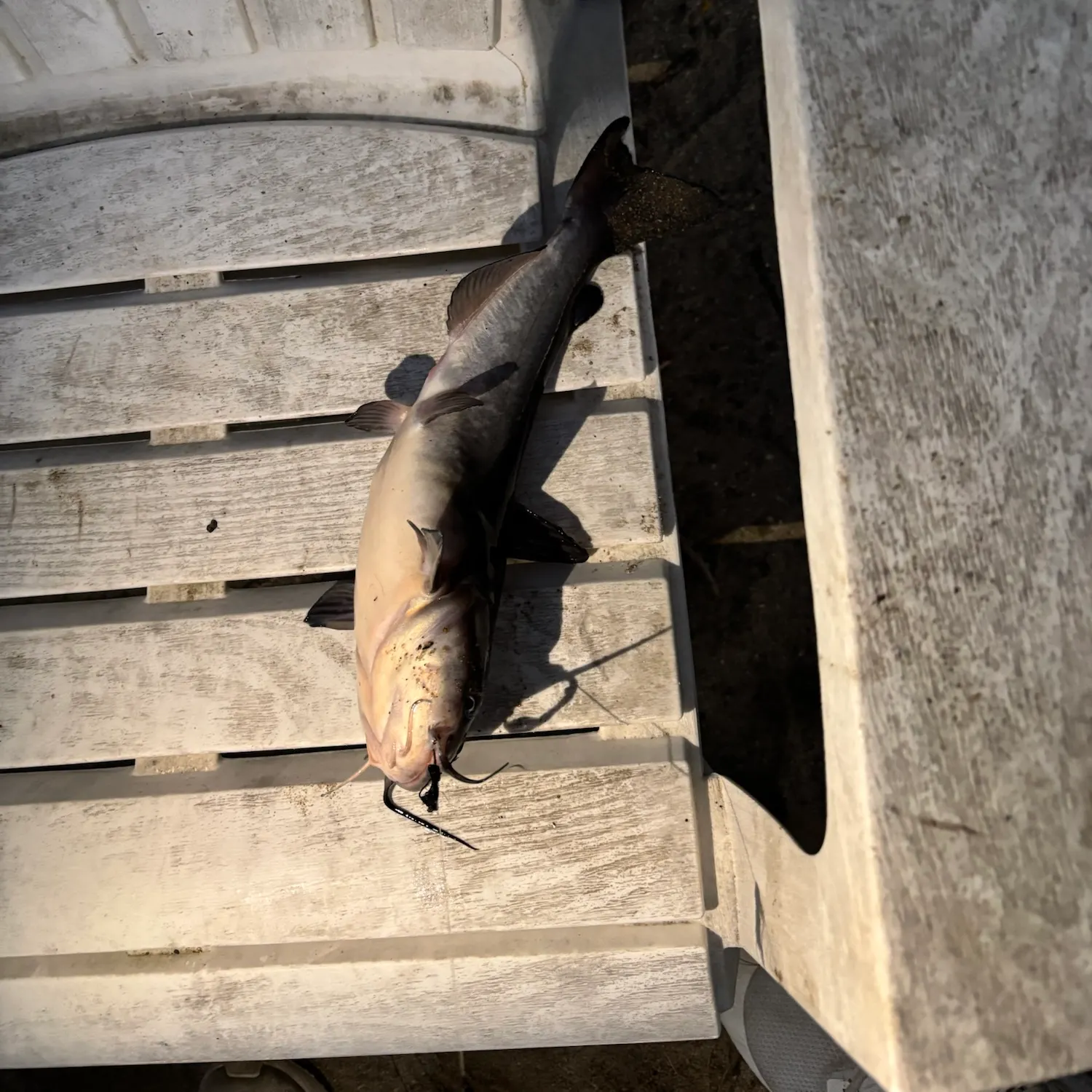 White bullhead caught on Fishbrain