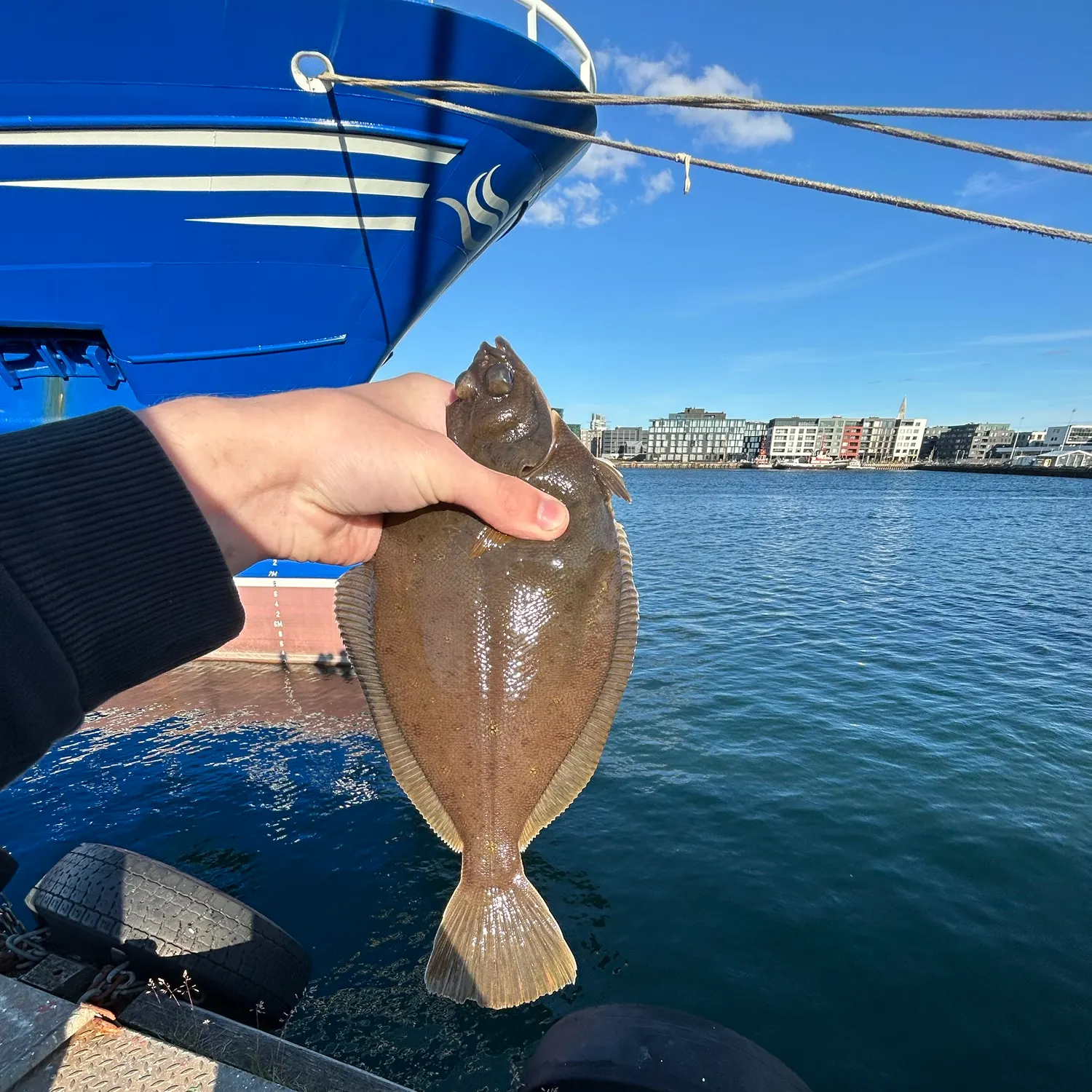 The most recent European flounder catches on Fishbrain
