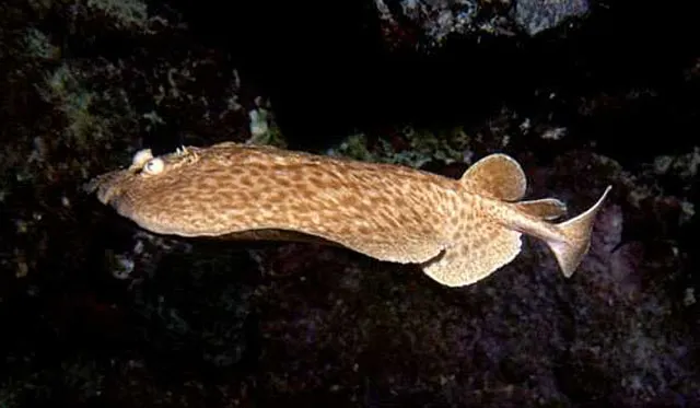 Variable torpedo ray