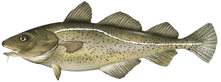 Atlantic cod
