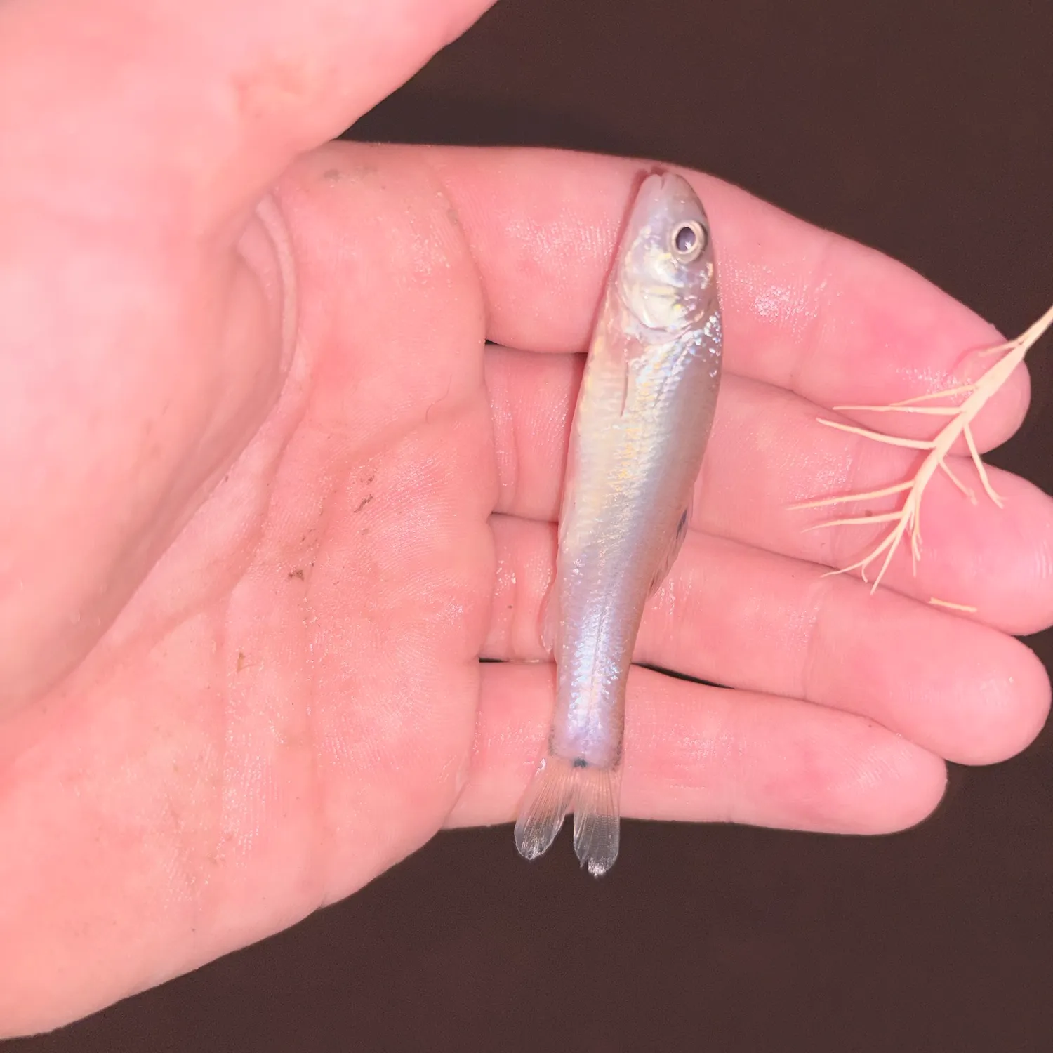 The most recent Emerald shiner catches on Fishbrain