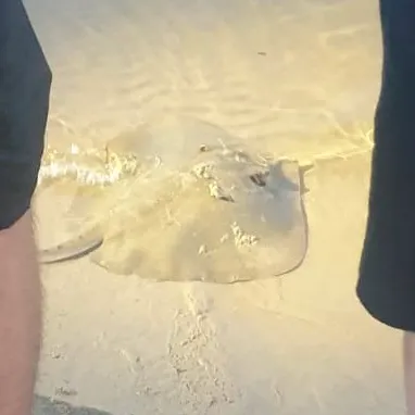 The most recent Common stingray catches on Fishbrain