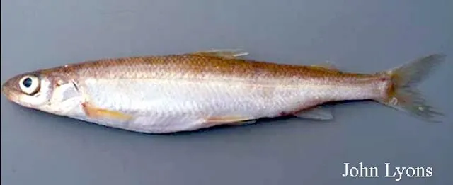 Pygmy whitefish