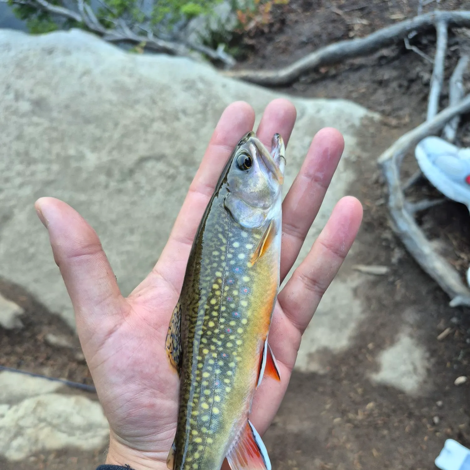 Brook trout caught on Fishbrain