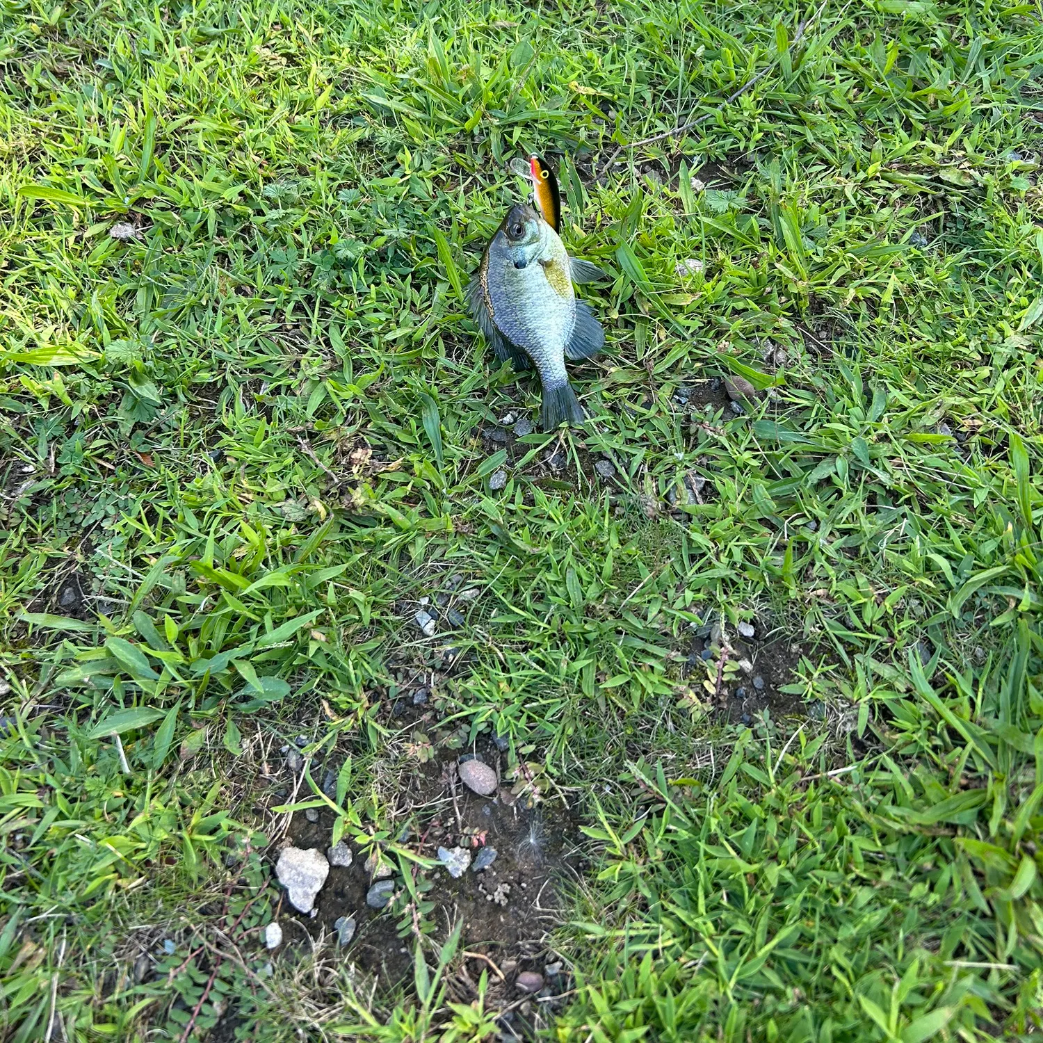 Bluegill caught on Fishbrain