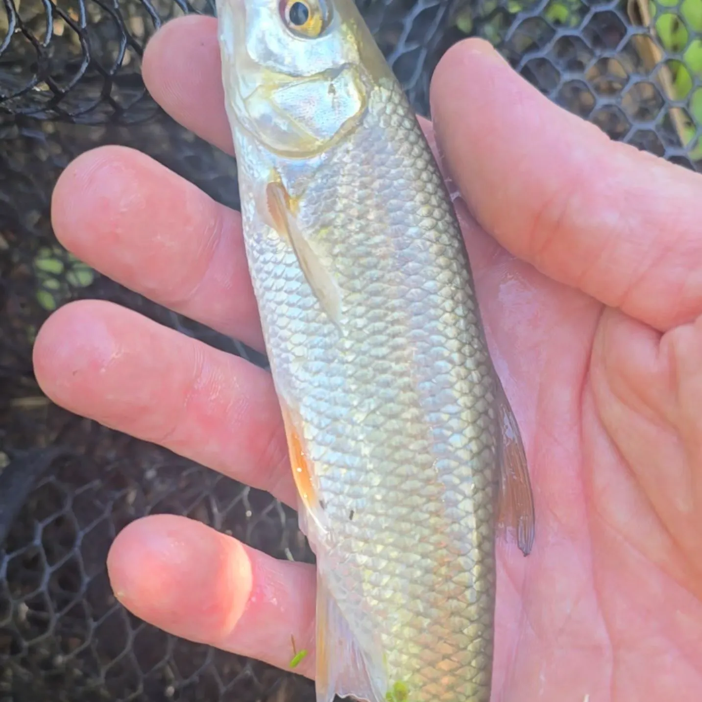 Common dace caught on Fishbrain
