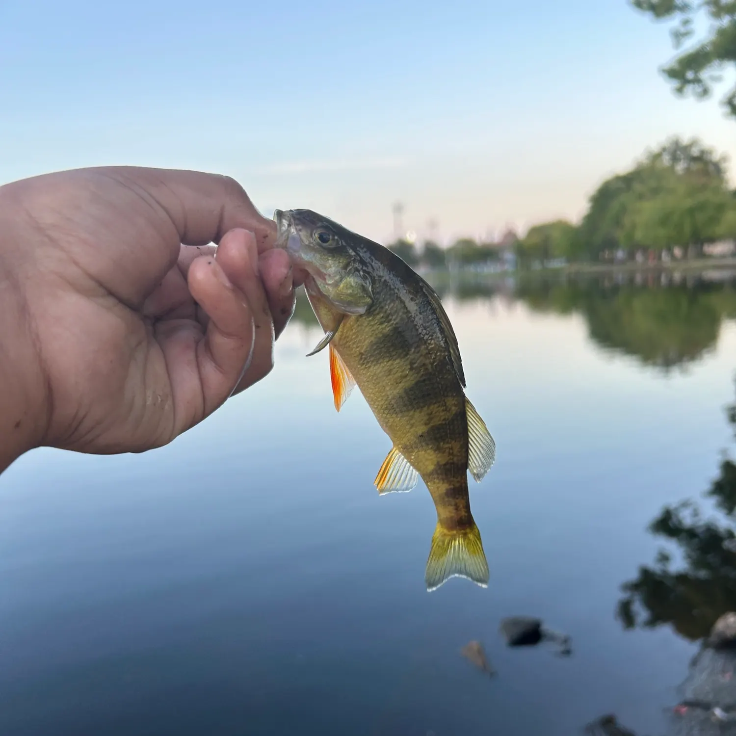 Yellow perch caught on Fishbrain