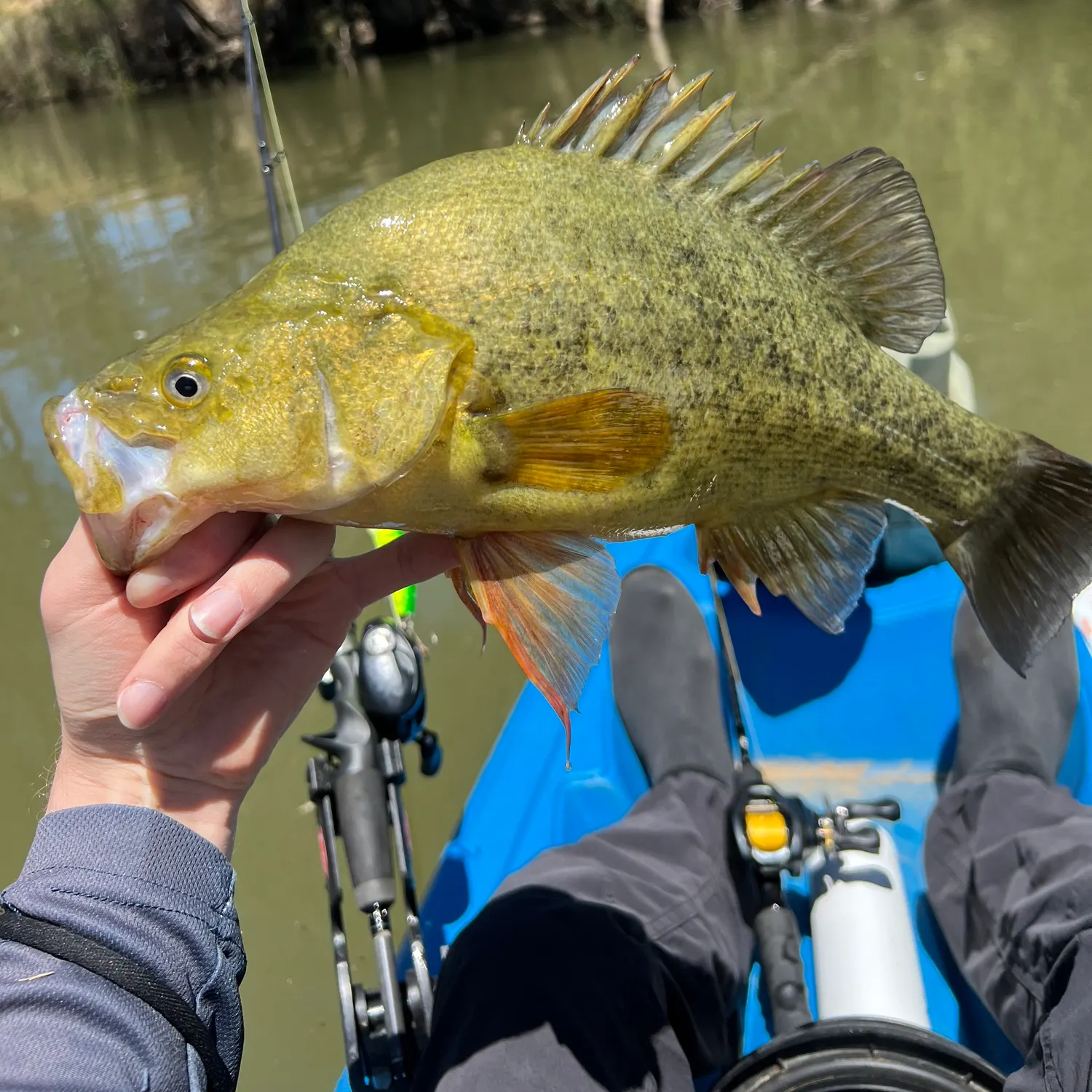 The most recent Golden perch catches on Fishbrain