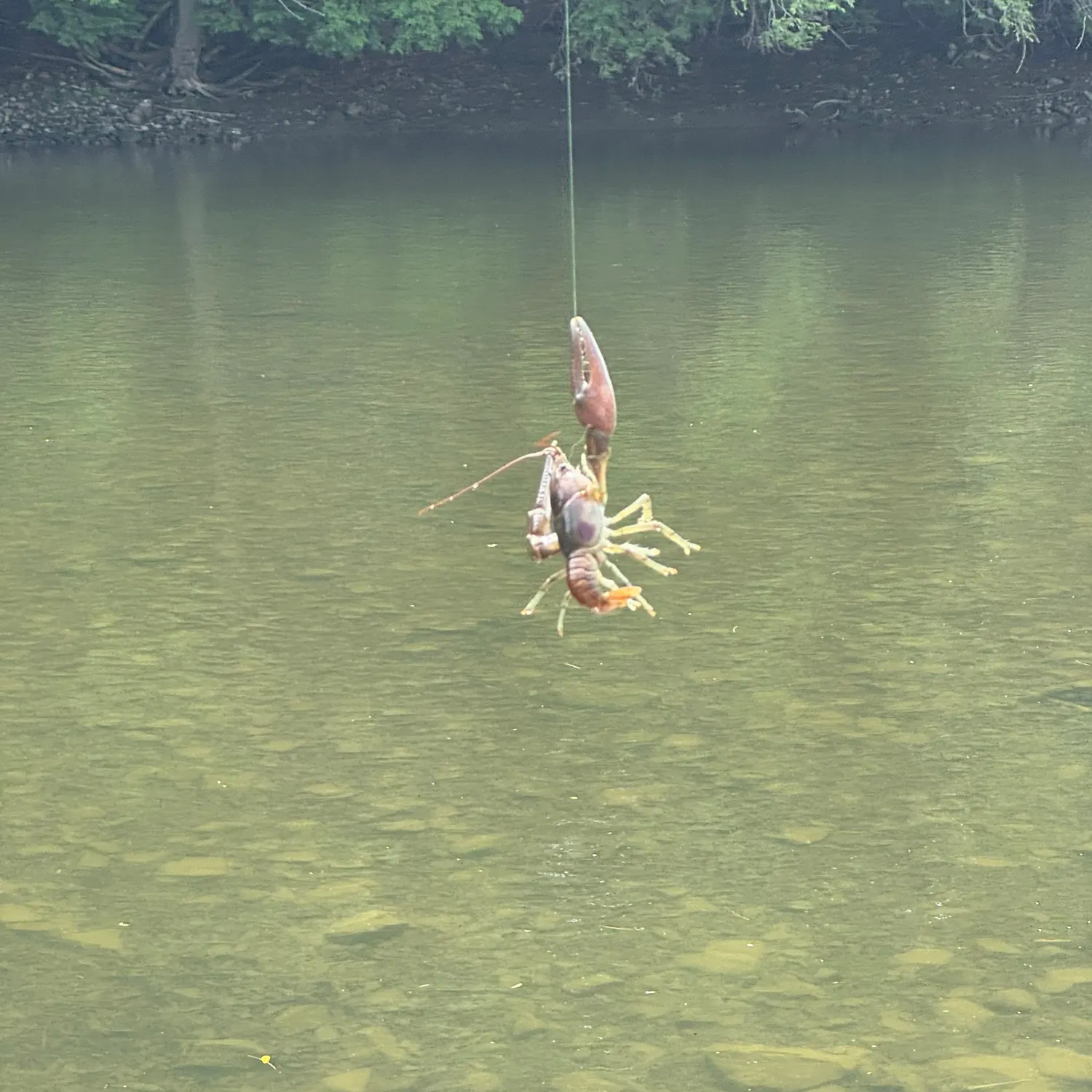 The most recent Rusty crayfish catches on Fishbrain