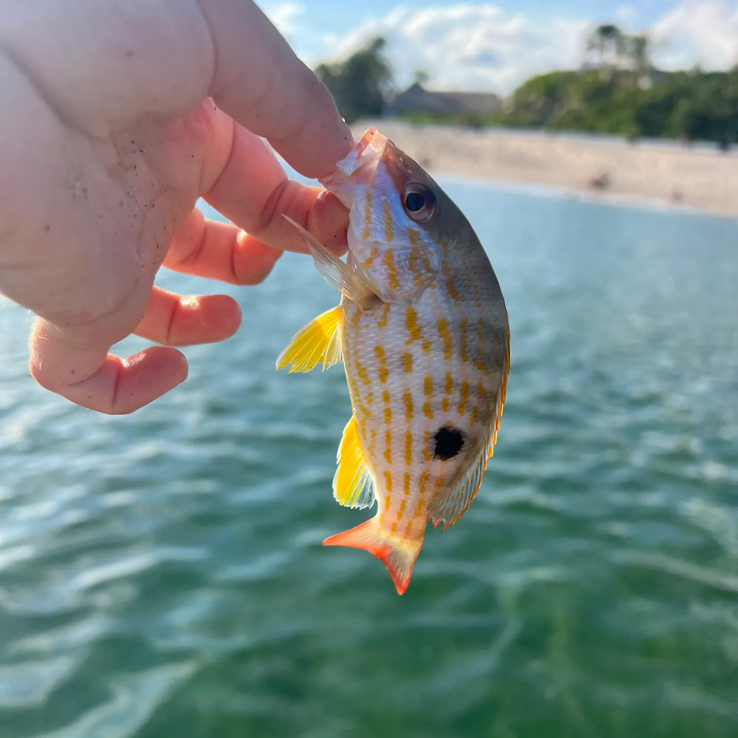 The most recent Lane snapper catches on Fishbrain