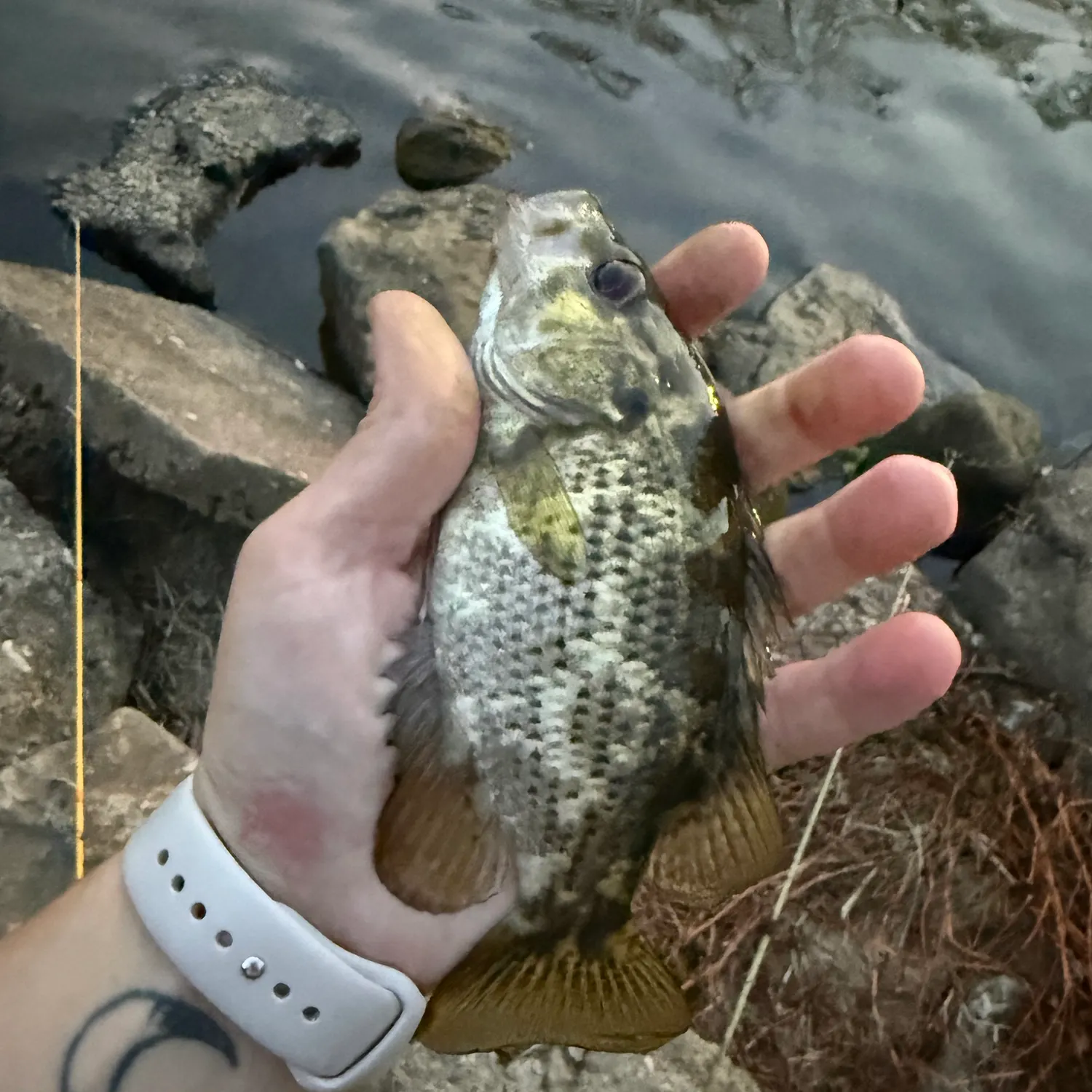 Rock bass caught on Fishbrain