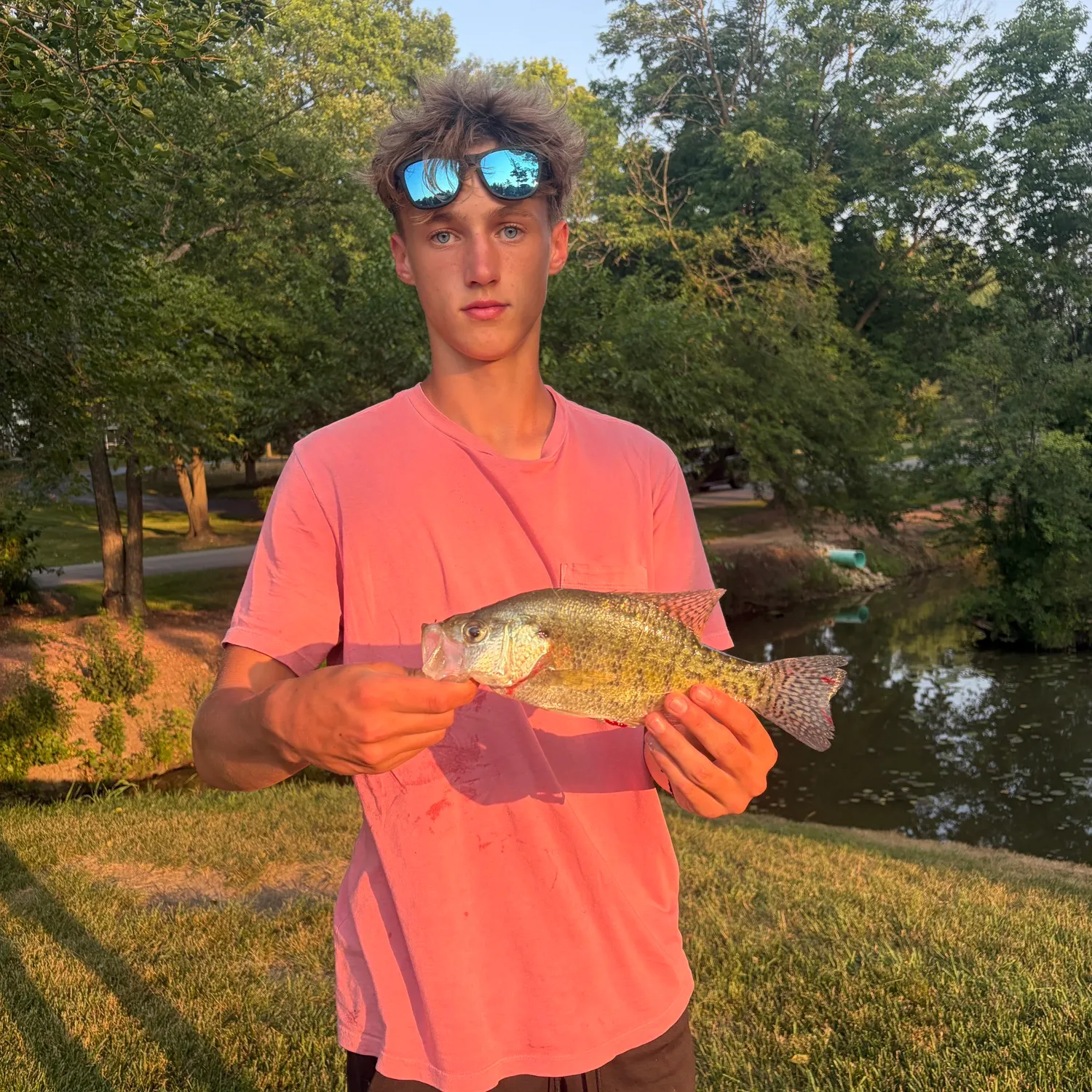 Black crappie caught on Fishbrain