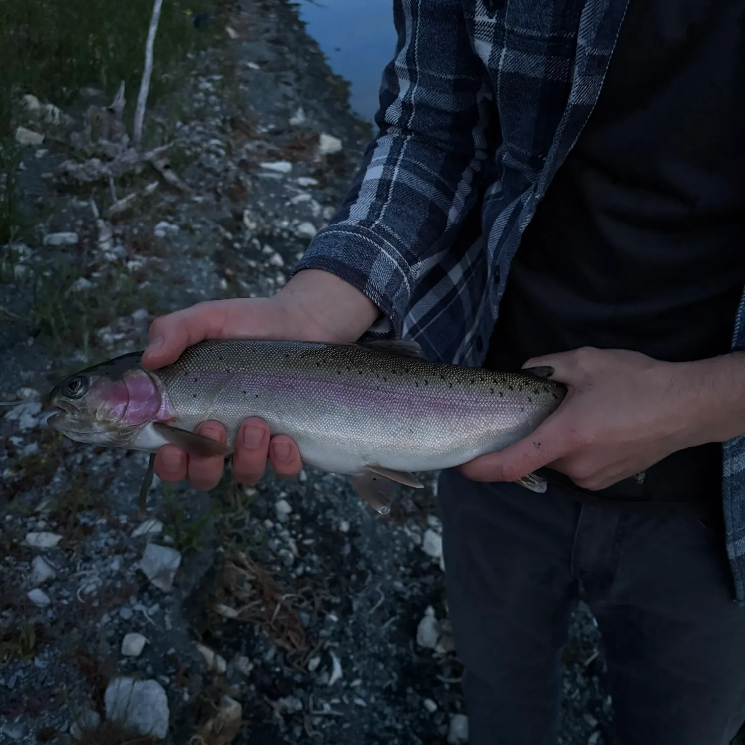 The most recent Rainbow trout catches on Fishbrain