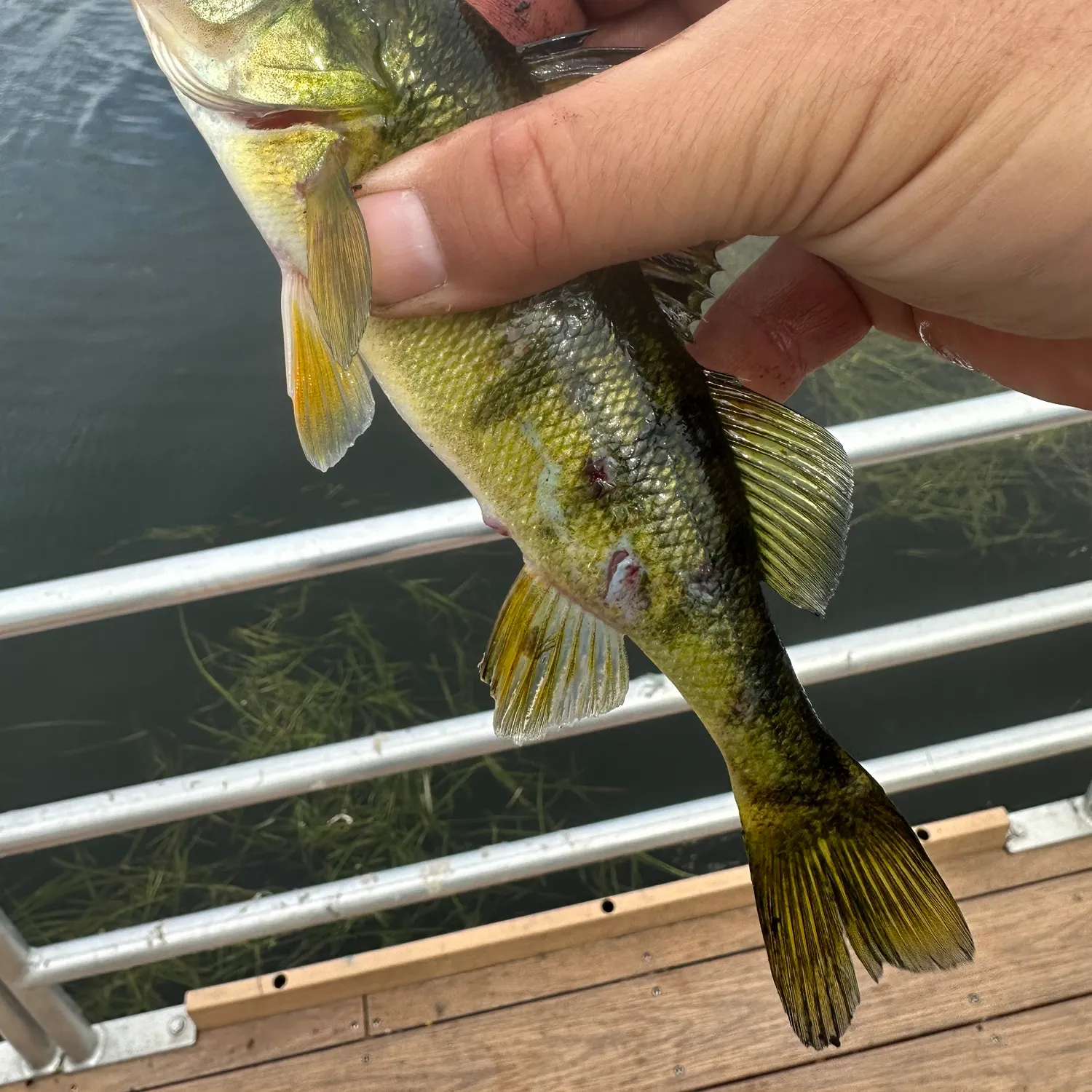 Yellow perch caught on Fishbrain