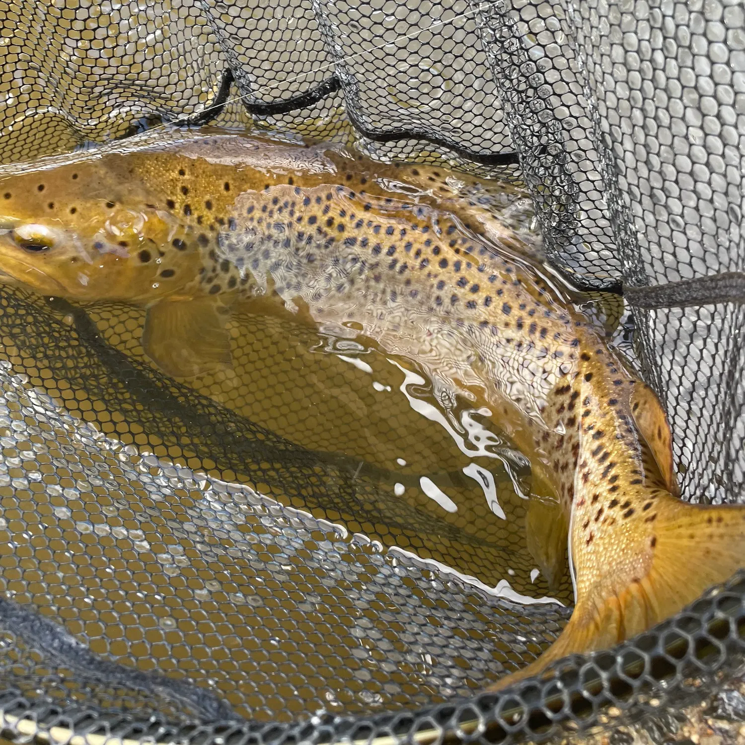 The most recent Brown trout catches on Fishbrain