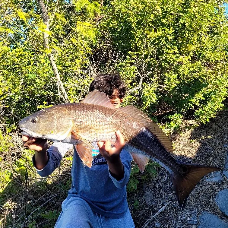 The most recent Red drum catches on Fishbrain